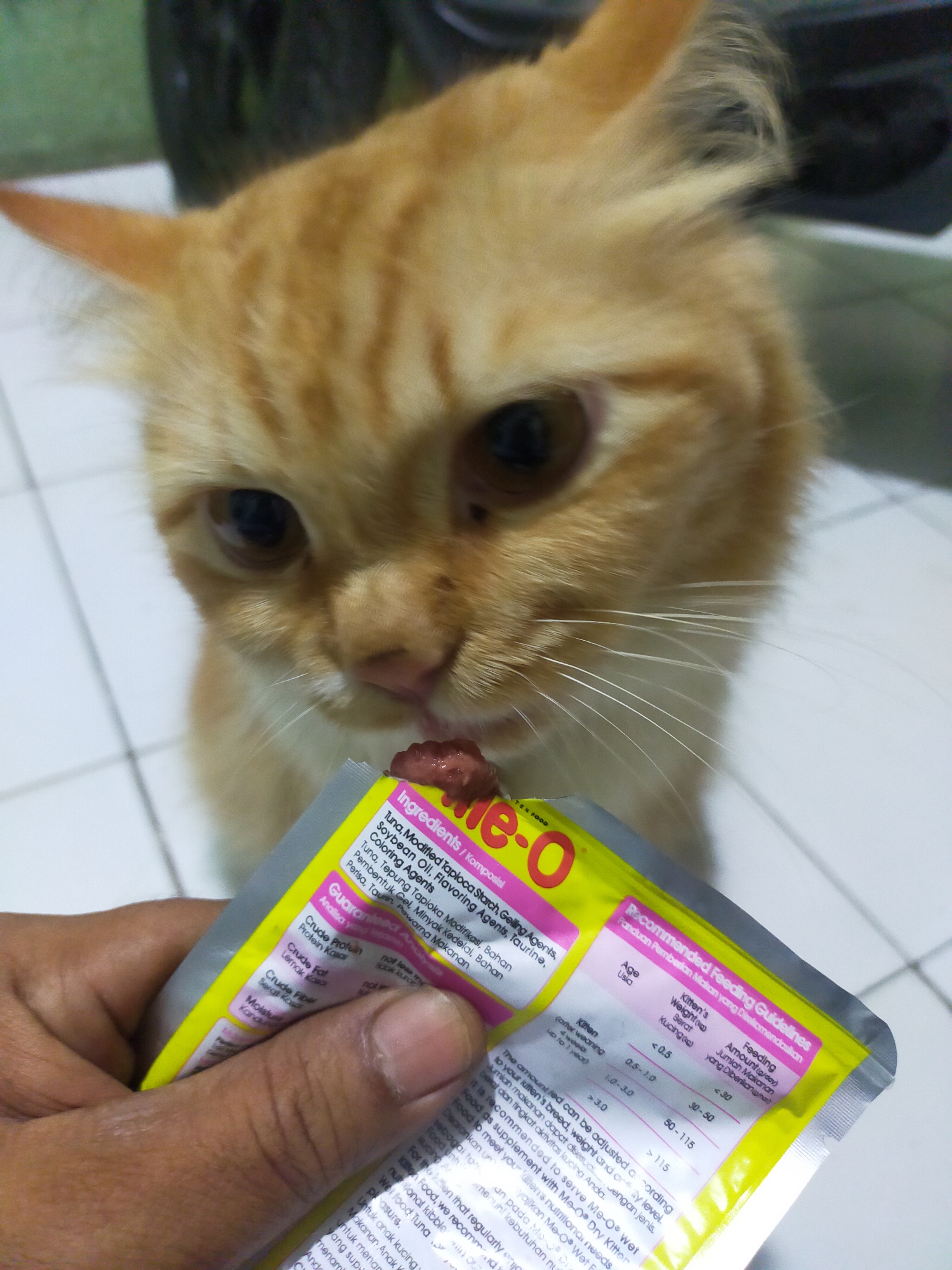 In Tambun, Indonesia, an orange tabby cat is being fed from a sachet of cat food by a person's hand. The cat is close to the sachet, licking the food. The sachet is yellow and pink, with text in English and Indonesian, including "Ingredients/Komposisi" and "Recommended Feeding Guidelines." The background is blurred, showing a tiled floor and what appears to be a piece of furniture. The overall scene is an indoor domestic setting.