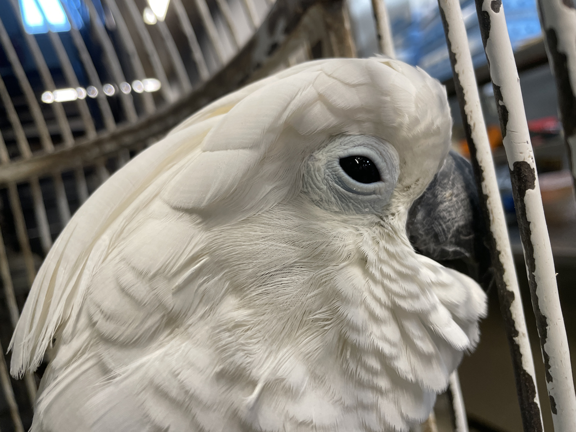 A close-up captures the head of a white cockatoo inside a cage. The bird has white feathers, a black beak, and a black eye. The cage has white painted bars. The location is not specified.