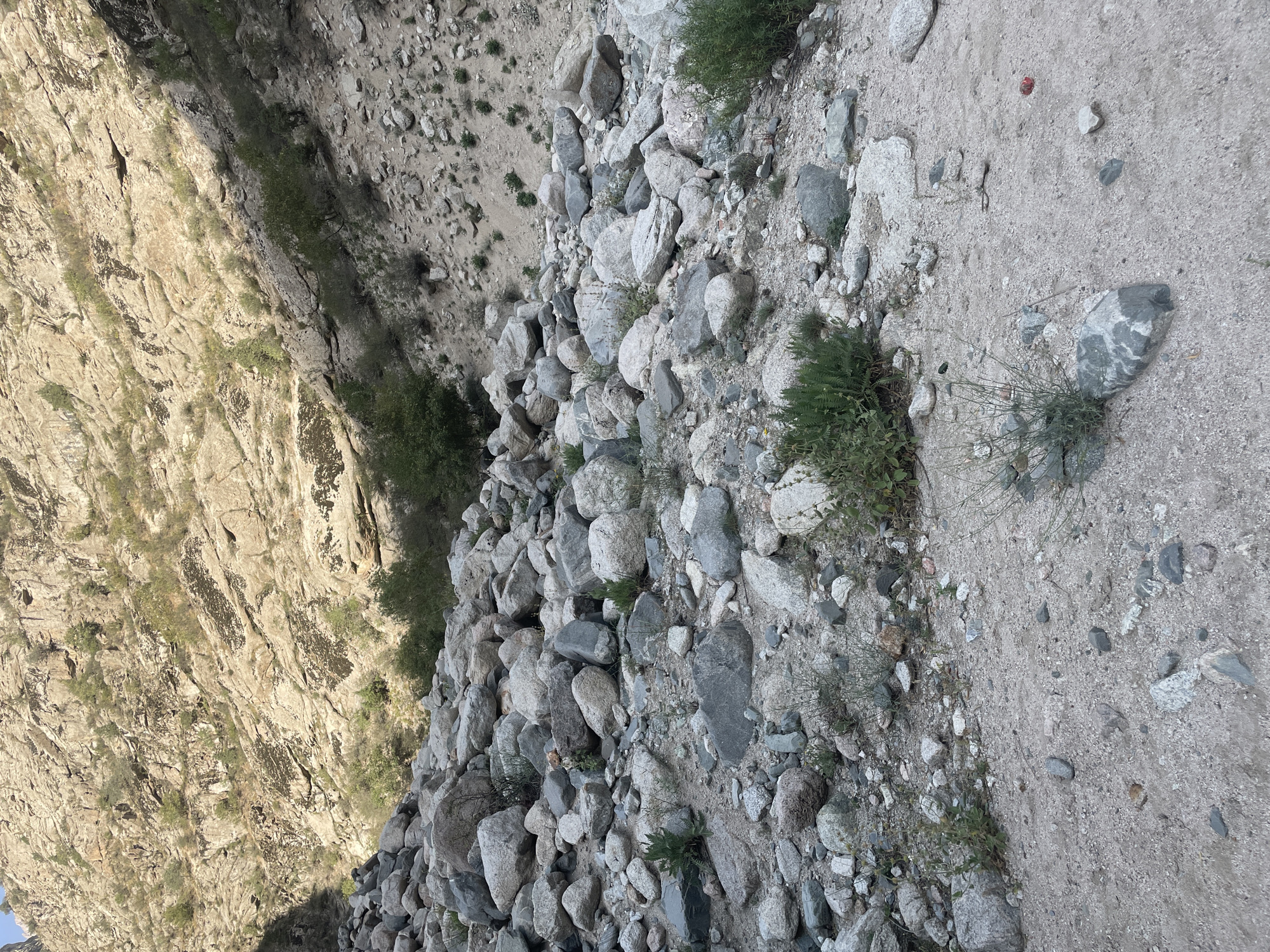 The image depicts a rocky, arid gorge in Khodzha-Obigarm, Tajikistan. The foreground is a sandy path littered with numerous grey and white stones of varying sizes. Sparse, dry vegetation, primarily low-lying green bushes, dots the landscape. The middle ground features a dense pile of larger, rounded grey rocks, suggesting a past flood or landslide. In the background, a steep, rocky mountainside rises, characterized by layered rock formations and patches of scrubby vegetation. Sunlight casts shadows across the scene, indicating it is likely daytime. There are no people or animals visible in the image.