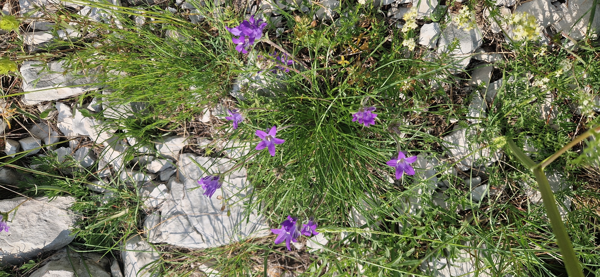 This is a high-angle, full shot of a cluster of purple bellflowers growing among rocks and dry grass. The flowers are a vibrant purple, with five distinct petals and a bell-like shape. They are clustered together in the center of the frame, with several individual blooms scattered around them. The rocks are light gray and appear to be weathered, with patches of moss and lichen growing on them. The grass is a mix of green and dry, with some stalks reaching above the flowers. The scene appears to be a natural setting, possibly a mountainside or a rocky field. The image was taken in Kruševice, Montenegro.