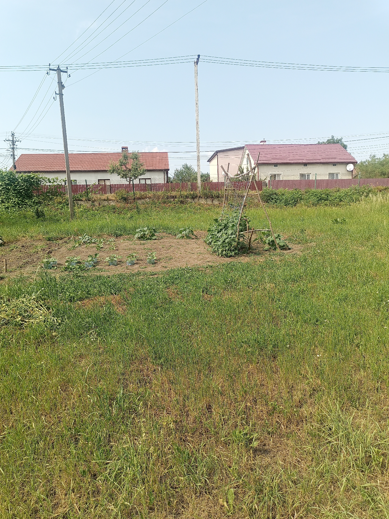 This is an outdoor, medium-angle shot of a garden plot with houses and utility poles in the background. The garden is situated in Yampil, Ukraine. The foreground is dominated by tall, green grass. In the midground, there is a cultivated garden bed with rows of young plants and a wooden structure covered in vines. Behind the garden are two houses with red roofs and a brown fence. Utility poles and power lines are visible in the upper portion of the image against a clear sky. The overall impression is of a rural or suburban residential area.