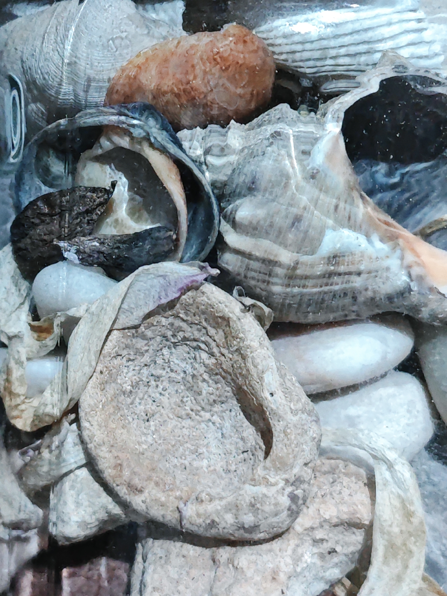This is a close-up, eye-level shot of a collection of shells and smooth, light-colored stones. The lighting is not strong, creating a slightly muted and dark atmosphere. The scene is a still life composition, focusing on the textures and varied forms of the natural objects.
In the foreground, a large, rough, pale beige shell is dominant, curved with a hollowed-out interior. To its left, and slightly behind, are a few smaller, rounded, smooth white stones. To the left of these stones and partially obscured, is a dark, rough object, possibly a piece of driftwood or another type of stone. Above these, and to the left, is a large, greyish shell with prominent concentric ridges, appearing almost translucent in some areas. Its opening shows hints of darker material within.
Further back and to the right, a large, ridged, conical shell is visible, its spiral structure clear. It is predominantly grey and white with streaks of orange or brown. Another smaller, rough, reddish-orange object, spherical in shape, is nestled amongst the shells at the top center of the image. The background is a dark, indistinct mass, possibly more shells or the container holding these items.
There are no people or animals present. The scene appears to be static, with no apparent activity. The focus is entirely on the collection of natural elements, suggesting it could be a decorative arrangement, a display of found objects, or part of a natural history collection. No specific time of day, weather conditions, or emotional cues are discernible from the image itself. There is no visible text.