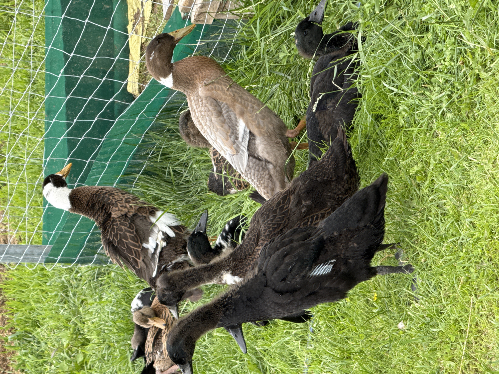 In the city of Galinė, Lithuania, a group of Indian Runner ducks are pictured standing and lying in a grassy enclosure. The enclosure is partially bordered by a green mesh fence supported by metal posts. The ducks exhibit a variety of feather colors, including black, brown, and white. Some ducks have distinctive white markings on their necks and heads. The grass is lush and green, indicating a natural outdoor setting. The overall scene captures a moment of calm among these domestic fowl.