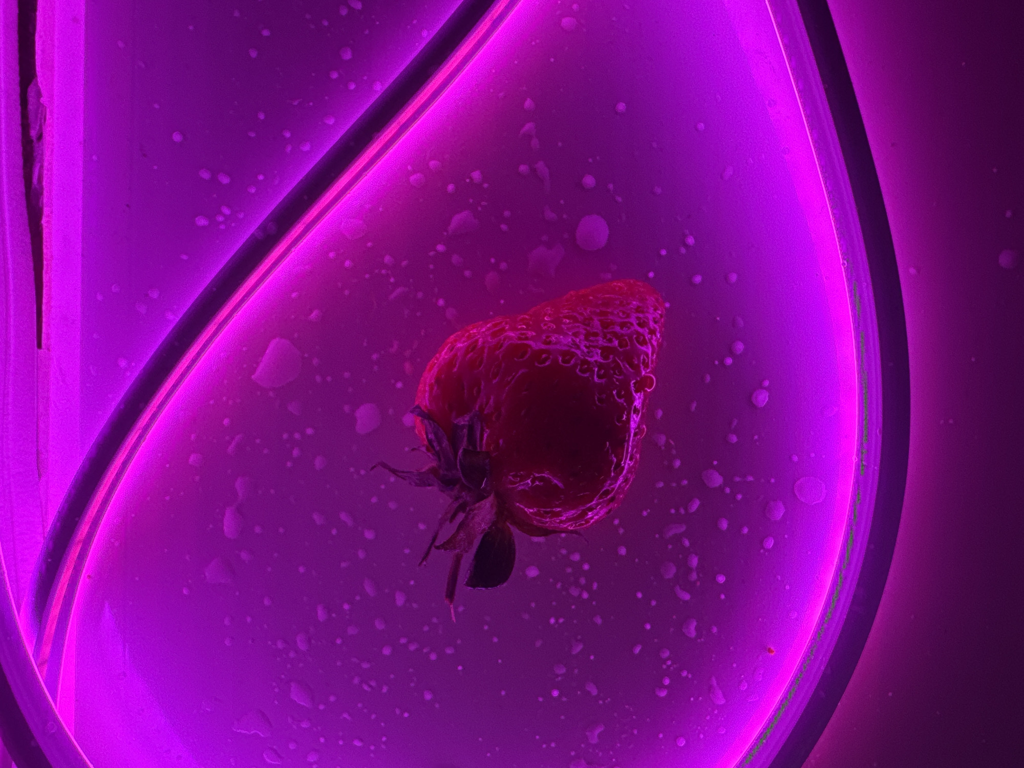 A top-down shot captures a single strawberry lying inside a transparent, possibly plastic or glass, container. The strawberry, which is predominantly red, exhibits a textured surface with tiny droplets clinging to it. A green stem is attached to the strawberry, with a few leaves extending from it. The container is illuminated by a vivid purple light, which washes over the entire scene. The backdrop is speckled with droplets, suggesting condensation or a moist environment. The container itself is oval and framed by a neon-like light, adding a surreal quality to the image. The location cannot be determined from this image.