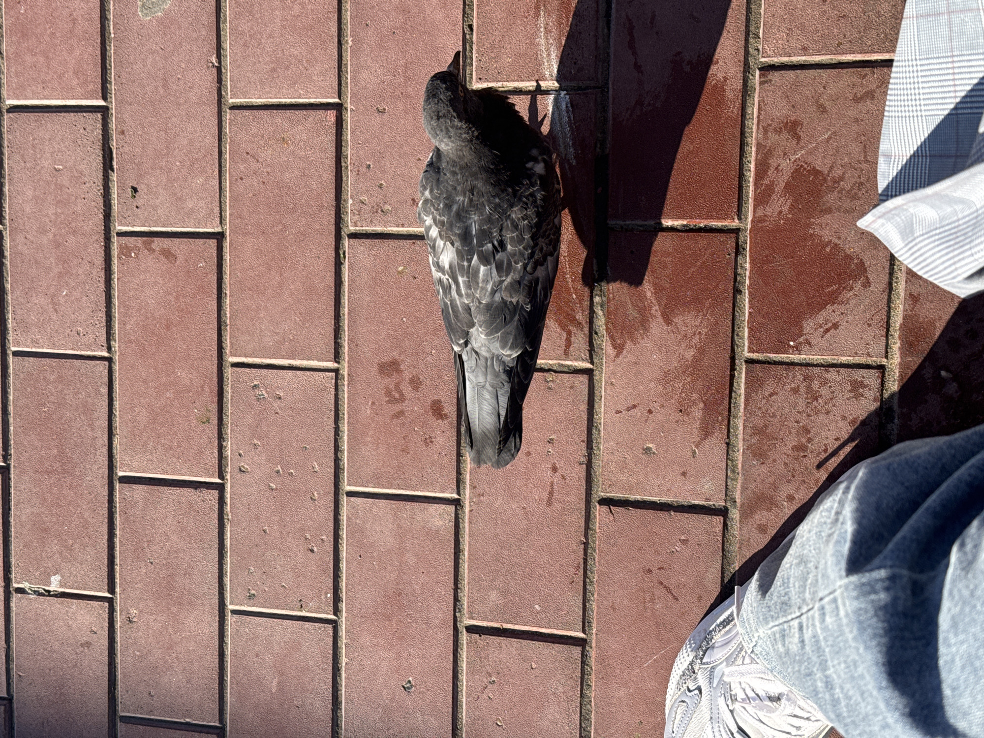 A photograph taken at an unspecified location in Unknown, Unknown, features a pigeon standing on a brick-paved surface. The pigeon's body is primarily gray with some white markings. It appears to be standing still. The bricks are red and arranged in a rectangular pattern. A portion of a person's leg and shoe are visible in the lower right corner of the frame. The person is wearing light blue jeans and white sneakers. Part of a patterned garment is present in the upper right corner. A shadow is cast across the scene.