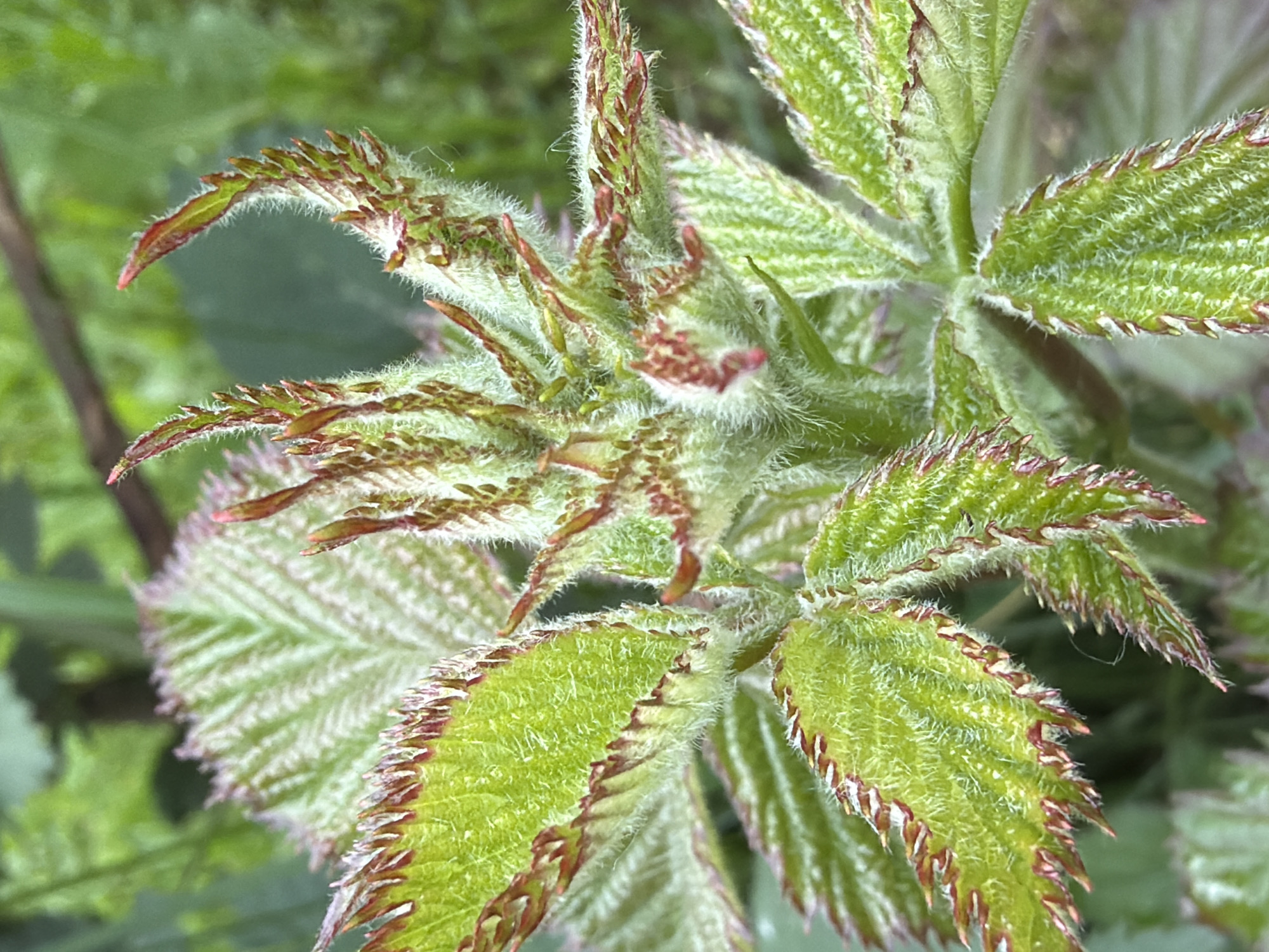A close-up, high-resolution photograph showcases the vibrant, fresh growth of a plant, likely a bramble or similar species, against a softly blurred green background. The primary subjects are the numerous light green leaves and emerging shoots, densely covered in fine, soft white hairs (pubescence), giving them a fuzzy texture.
A striking detail is the prominent reddish-brown or reddish-purple coloration along the heavily serrated edges of the leaves, contrasting with the bright green of the leaf blades. The central area of the plant features many tightly packed, smaller new leaves or shoots, also exhibiting this characteristic hairiness and reddish tint at their tips and edges, indicating young, tender growth.
The lighting suggests it is daytime, with soft, natural illumination highlighting the texture and color variations of the plant. The shallow depth of field keeps the plant sharply in focus while rendering the background as an indistinct wash of green, emphasizing the intricate details of the foliage. There are no people, man-made objects, or visible text in the image. The scene conveys a sense of natural detail and growth in an outdoor environment.