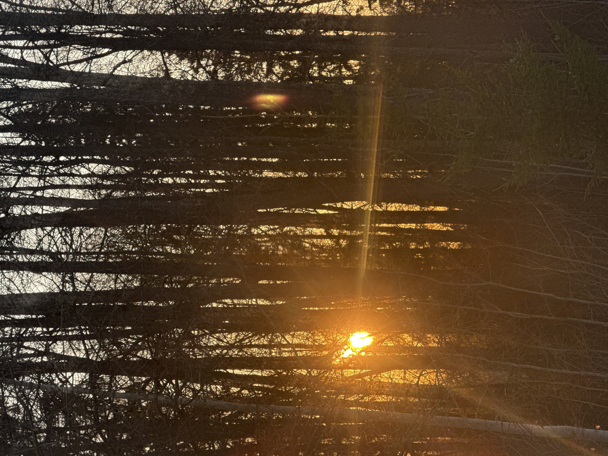 The image depicts a dense network of tree branches silhouetted against a bright, low-angled sun. The sun's rays filter through the branches, creating a strong contrast of light and shadow. The location is assumed to be Molodezhnyi, Russia, based on the request. The scene appears to be at or near sunset or sunrise.