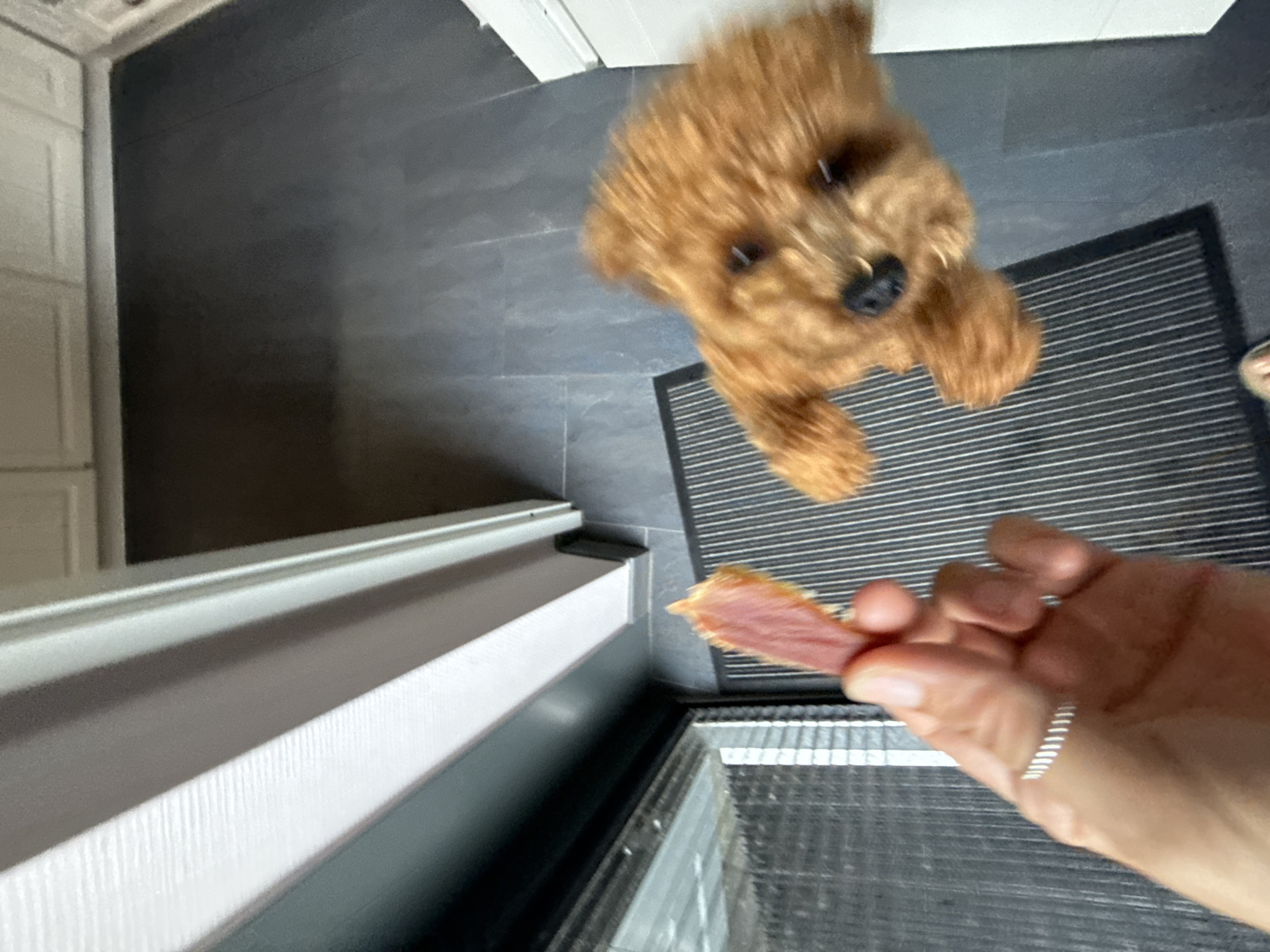 In an indoor setting, likely a home in Marum, Netherlands, a person's hand is holding a piece of jerky towards a small, fluffy, auburn-colored dog. The dog, blurred due to motion, is positioned on a dark grey mat, facing the jerky and appearing eager. The background reveals a dark grey tiled floor and a white-framed doorway or entrance. The lighting suggests an interior environment.