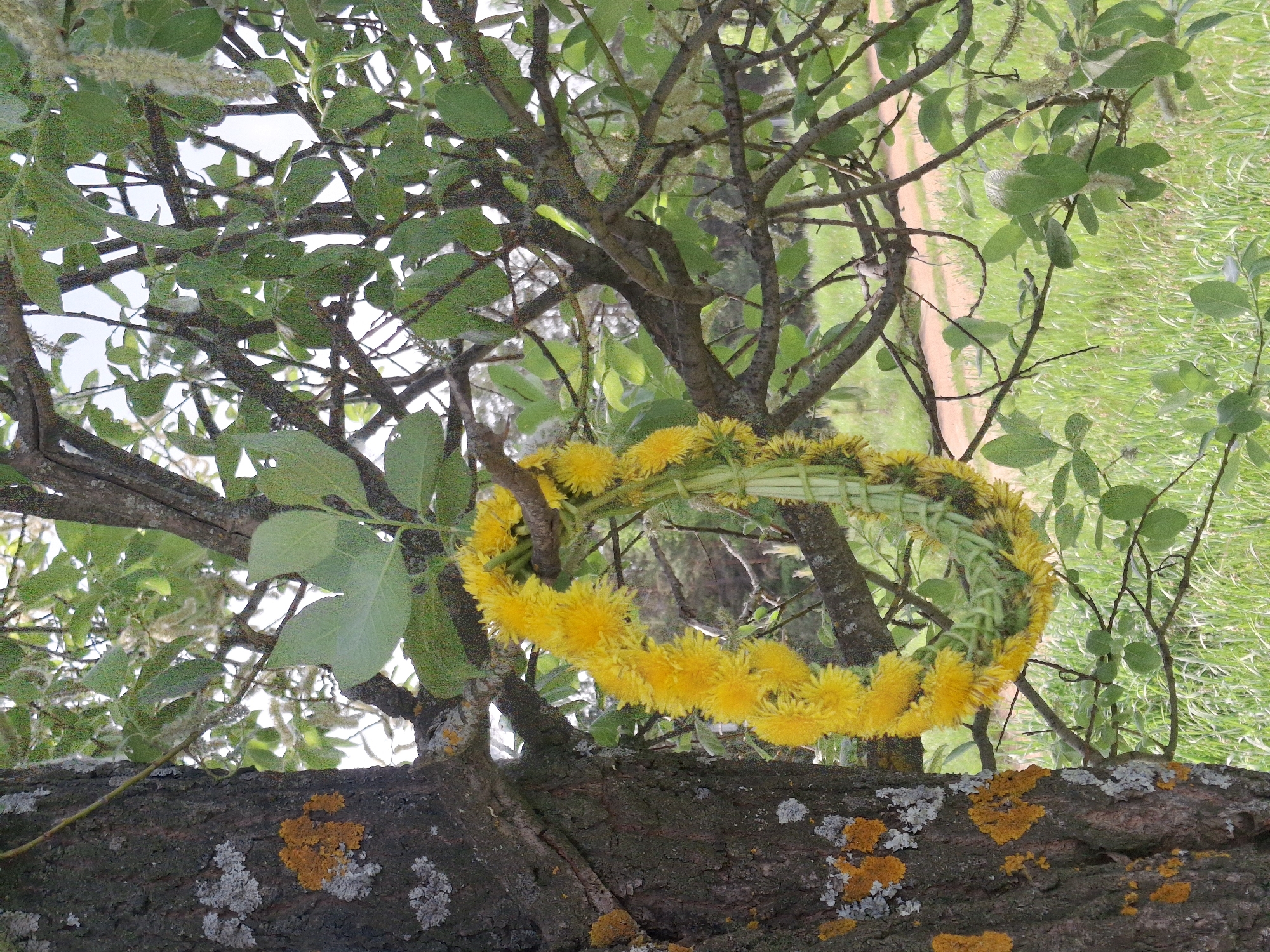 A floral wreath of yellow dandelions rests on a tree branch. The branch is covered in lichen and orange moss. The tree has small green leaves. Behind the wreath and branches, there is grass and a small path. The image appears to be taken in an outdoor setting. This image may be in the city of Chaikovsky, Russia.