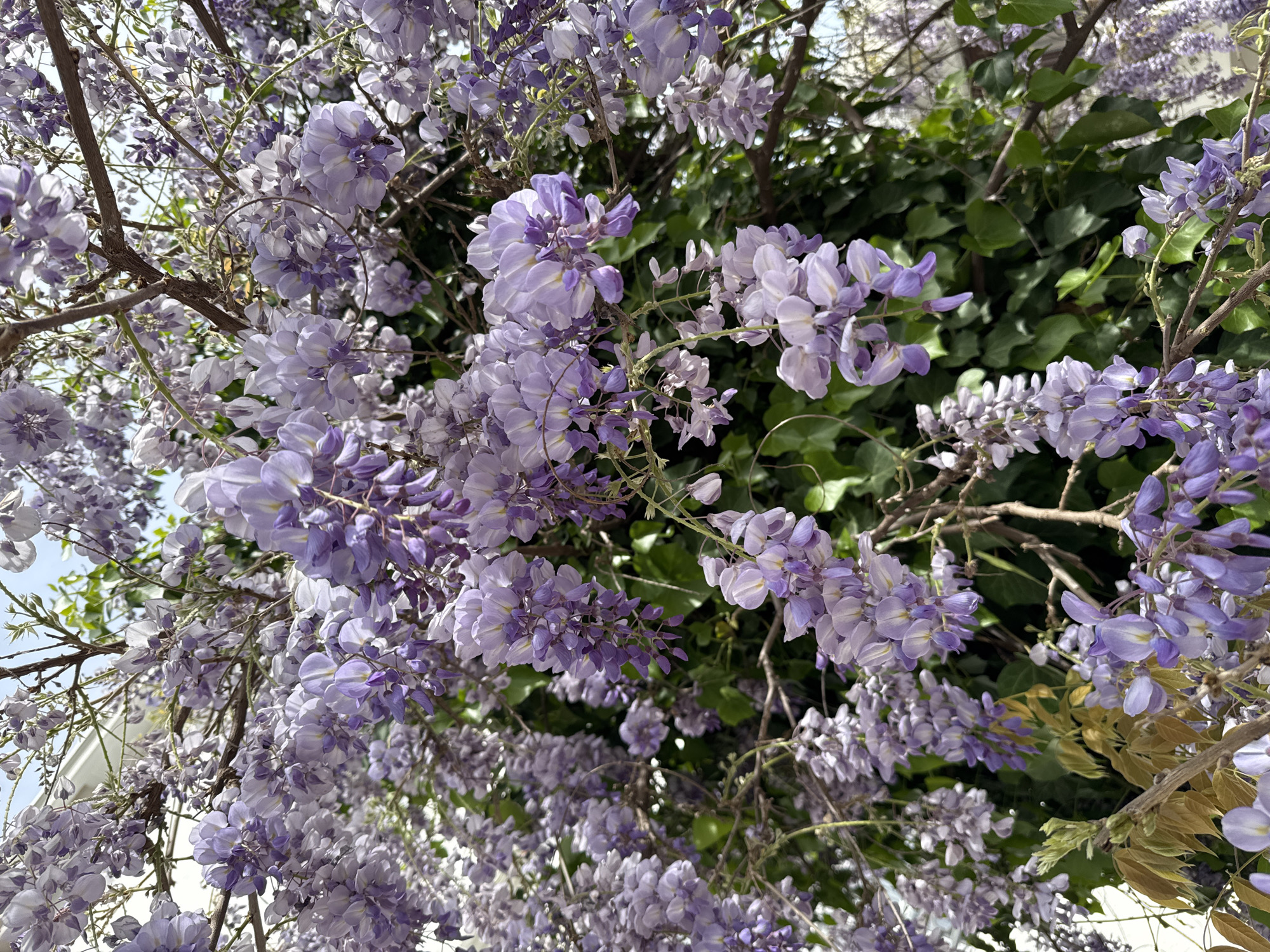A close-up captures a profusion of wisteria blossoms, cascading down from slender, brown branches. The flowers are predominantly pale lilac, with some exhibiting deeper shades of purple, contrasting with small green leaves. The backdrop hints at more greenery, likely ivy. The scene suggests a garden or a trellis covered in wisteria. The presence of ivy suggests a mature, well-established environment, potentially within a city, although specific urban elements are not visible. The image does not contain people. The location of Bar, Montenegro, is not discernible from visual cues within the image itself.