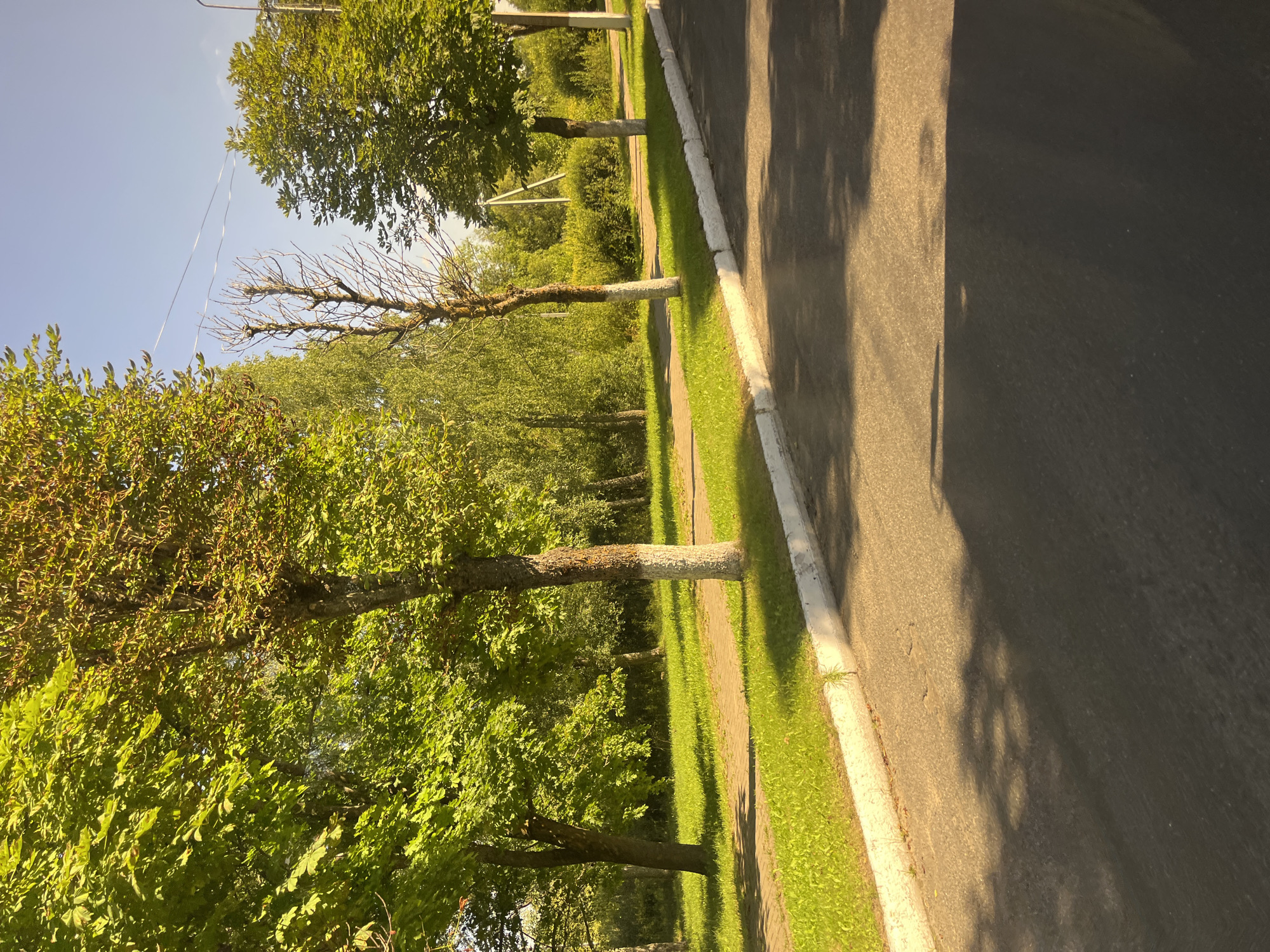 The image shows a street scene in Myadzyel, Belarus on a clear, sunny day. The foreground features an asphalt road with dappled shadows cast by trees. A white concrete curb lines the road, separating it from a strip of green grass. Beyond the grass, a paved walkway or sidewalk is visible. Several trees with green foliage and some with trunks painted white stand along the walkway. In the background, more trees and lush greenery are present, with a clear blue sky overhead. Power lines are strung between poles in the distance. The overall impression is of a quiet, tree-lined street on a pleasant day.