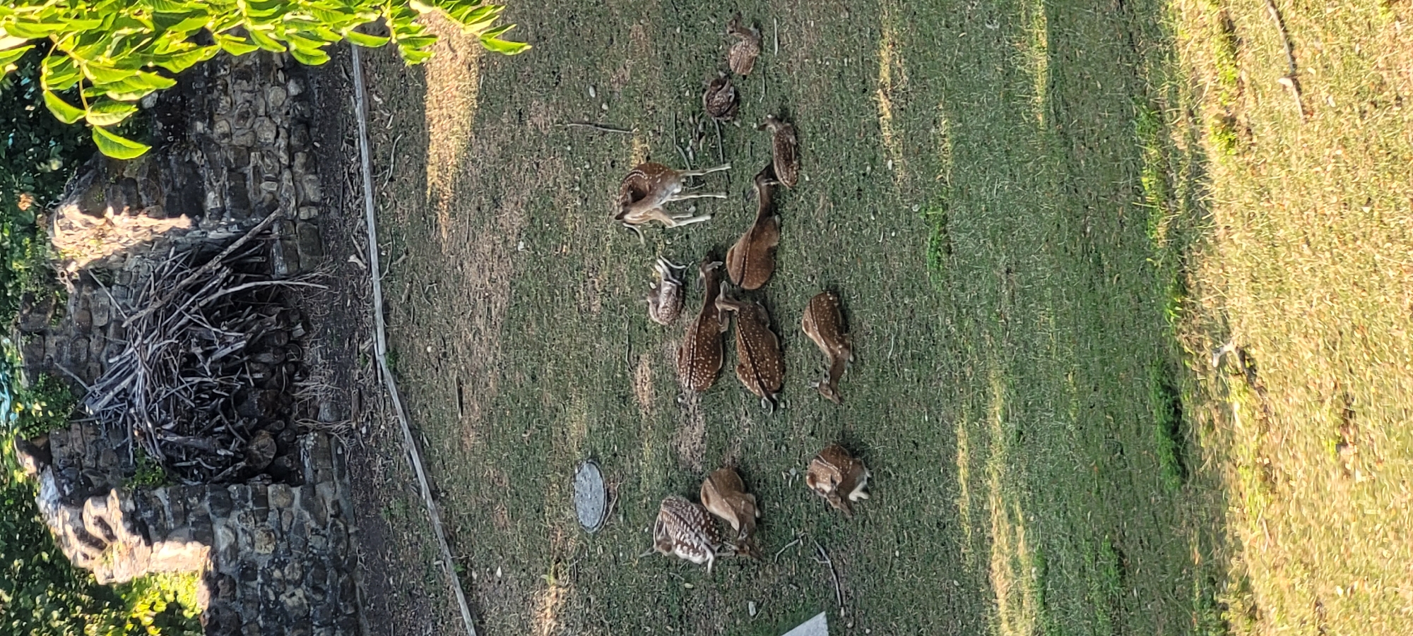 In Rapperswil-Jona, Switzerland, an open, grassy enclosure contains a group of deer. The deer are predominantly spotted, with several resting on the ground, while one stands alert. In the background, a stone structure, possibly part of an old ruin or enclosure wall, is visible, piled with branches and logs. The ground is mostly covered in short green grass, with patches of dry earth and some scattered twigs. A circular metal grate is present on the ground near the center of the enclosure. The scene appears to be outdoors during daylight hours.