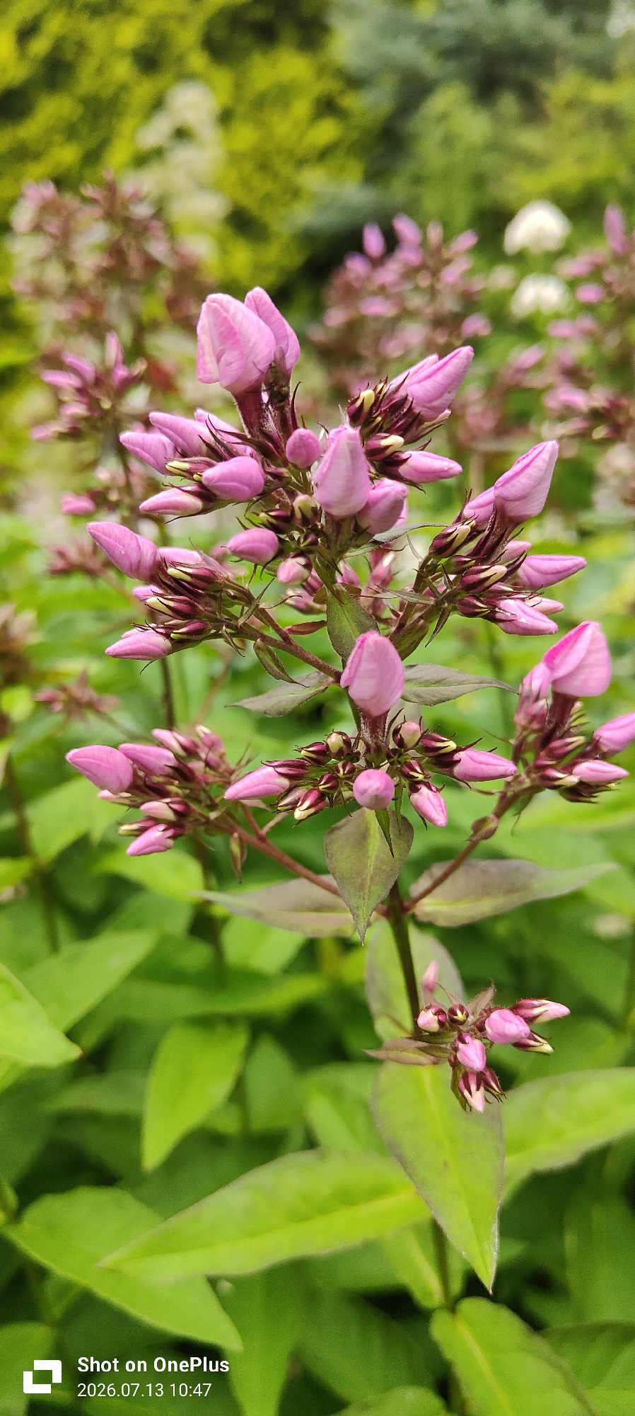 The image is a close-up, vertical, eye-level shot of pink flower buds, likely phlox, in various stages of bloom. The flowers are clustered on a stem with dark green leaves and reddish-brown accents. The background is softly blurred, showing more foliage in shades of green and hints of yellow and white. The foreground shows bright green leaves and the flower stalks. The overall lighting is natural, suggesting an outdoor setting in daylight. A timestamp and "Shot on OnePlus" watermark are visible in the bottom left corner. There is no indication of the city of Kaliningrad, Russia, or any people in the image.