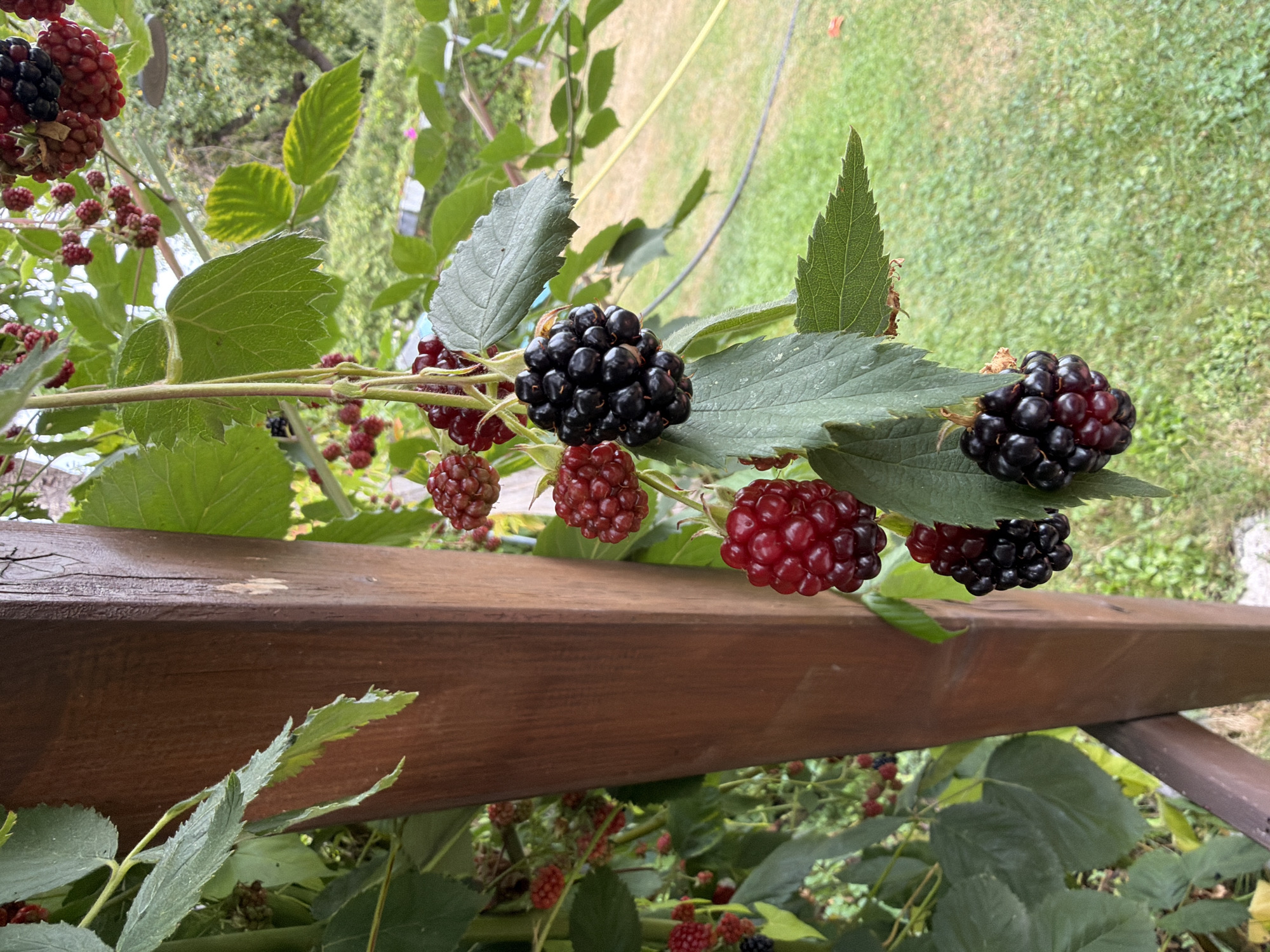 The image captures a close-up view of ripening blackberries hanging from vines near a wooden post. The blackberries are in various stages of ripeness, with some appearing red and others dark black. Lush green leaves surround the berries, and the background shows a blurred outdoor environment with grass and trees, suggesting a garden or yard setting. The wooden post is weathered and appears to be part of an outdoor structure, possibly a trellis or fence. The lighting suggests it is daytime, with natural light illuminating the scene. There are no people or animals visible in the image. The overall impression is one of abundance and natural growth in an outdoor setting.
