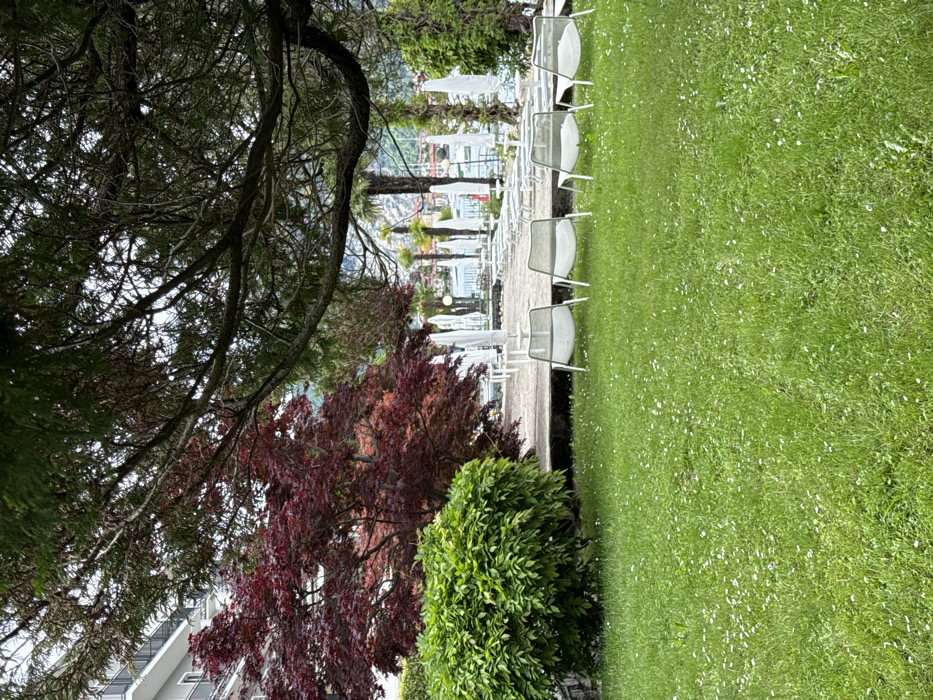 The image shows a green lawn with scattered white flowers. The lawn is in front of a row of white lounge chairs arranged in a straight line. The chairs are positioned on a paved area with a small drop-off to the lawn. The scene is framed by trees on the left and right sides. A large, red-leaved tree sits at the center of the left side of the scene. The background shows a row of white beach umbrellas and additional lounge chairs extending back in the distance towards the water, likely Lake Maggiore. The trees extend in the background, revealing a town. The location is a park or hotel near the lake in Feriolo, Italy. The coordinates 45.93 latitude, 8.483 longitude place the location near a hotel on the shore of Lake Maggiore.
