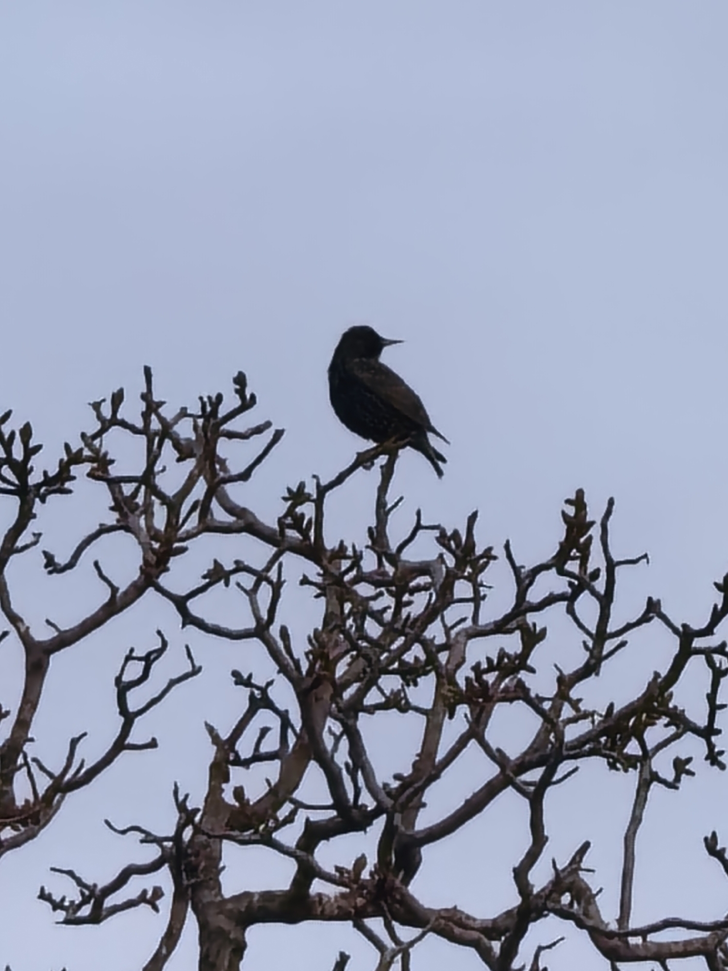 The image depicts a starling perched on a branch of a bare tree against a pale sky. The tree's branches are intricate and devoid of leaves. The starling appears dark with a speckled pattern on its feathers. The location is unknown.