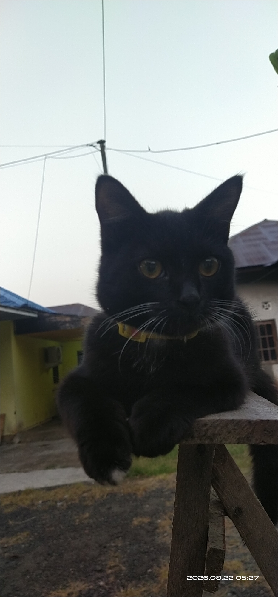A black cat with yellow eyes and white whiskers is perched on a wooden structure in an outdoor setting. The cat is wearing a yellow collar with a small tag. In the background, there are buildings, including one with a yellow wall and a blue roof, and another with a brown roof. Electrical wires are visible in the sky. The ground appears to be gravel and dirt. A timestamp in the lower right corner reads "2026.08.22 05:27". The location is identified as Matabu, Indonesia.