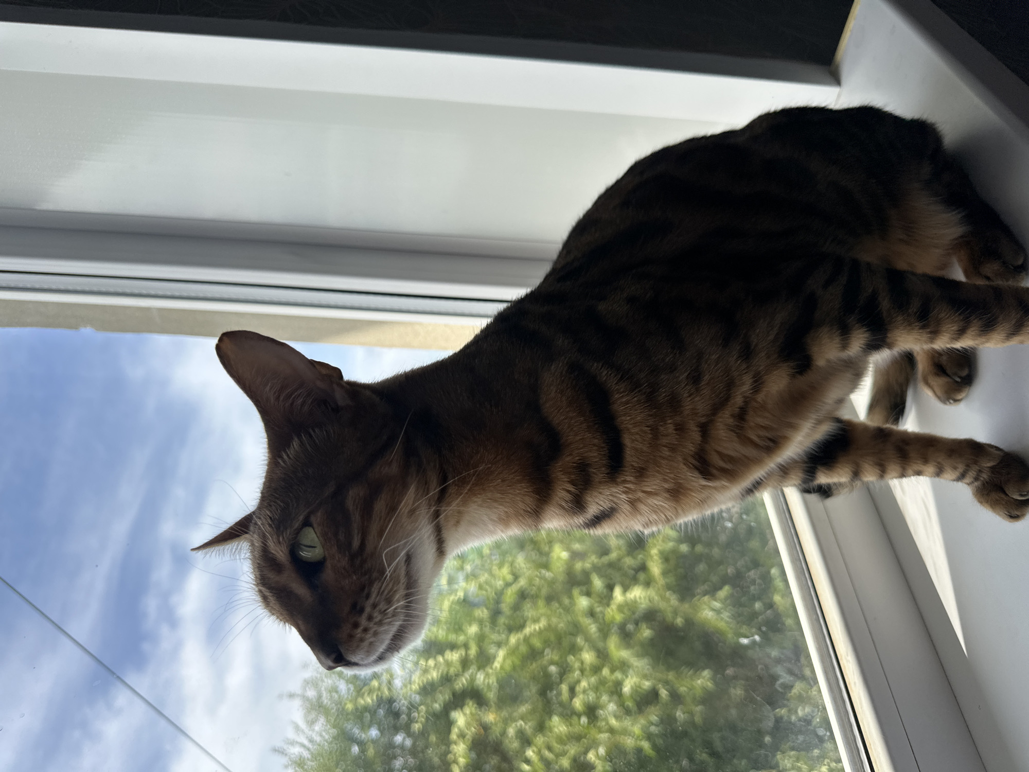 A Bengal cat sits on a windowsill, looking out at trees and a blue sky with clouds. The cat has brown and black striped fur and green eyes. The windowsill is white and appears to be in a home. The background outside the window is blurred, suggesting the focus is on the cat. The image does not contain any elements that suggest a location in Energetik, Russia, or any other specific city.