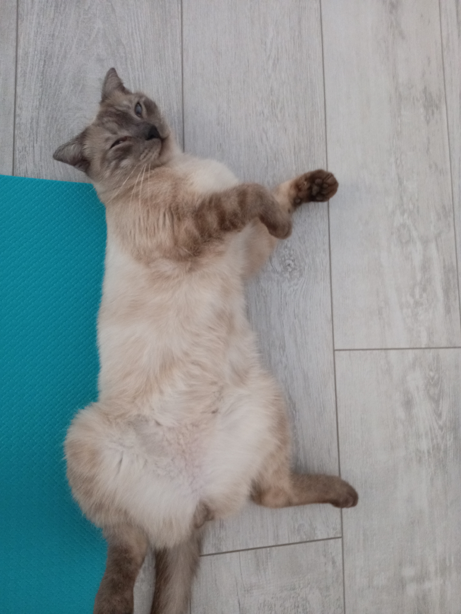 A light-colored cat is depicted lying on its back, stretching out across a light grey wooden floor and a blue textured yoga mat. The cat's body is primarily on the floorboards, with its left side and hind legs partially on the mat. Its head is tilted upwards and to the left, showing a playful or relaxed expression with one eye appearing to wink or be partially closed, while the other is open. The cat has distinct darker brown/grey points on its ears, face, and paws, consistent with a Siamese or similar breed, and lighter cream or beige fur on its belly. Its front paws are curled towards its chest, and its back paws are extended. The wooden floor features distinct planks, and the yoga mat has a subtle textured pattern. The scene is indoors, in what appears to be a residential setting, likely in Foki, Russia, though no specific visual cues confirm the exact location or time of day. There is no visible text in the image.