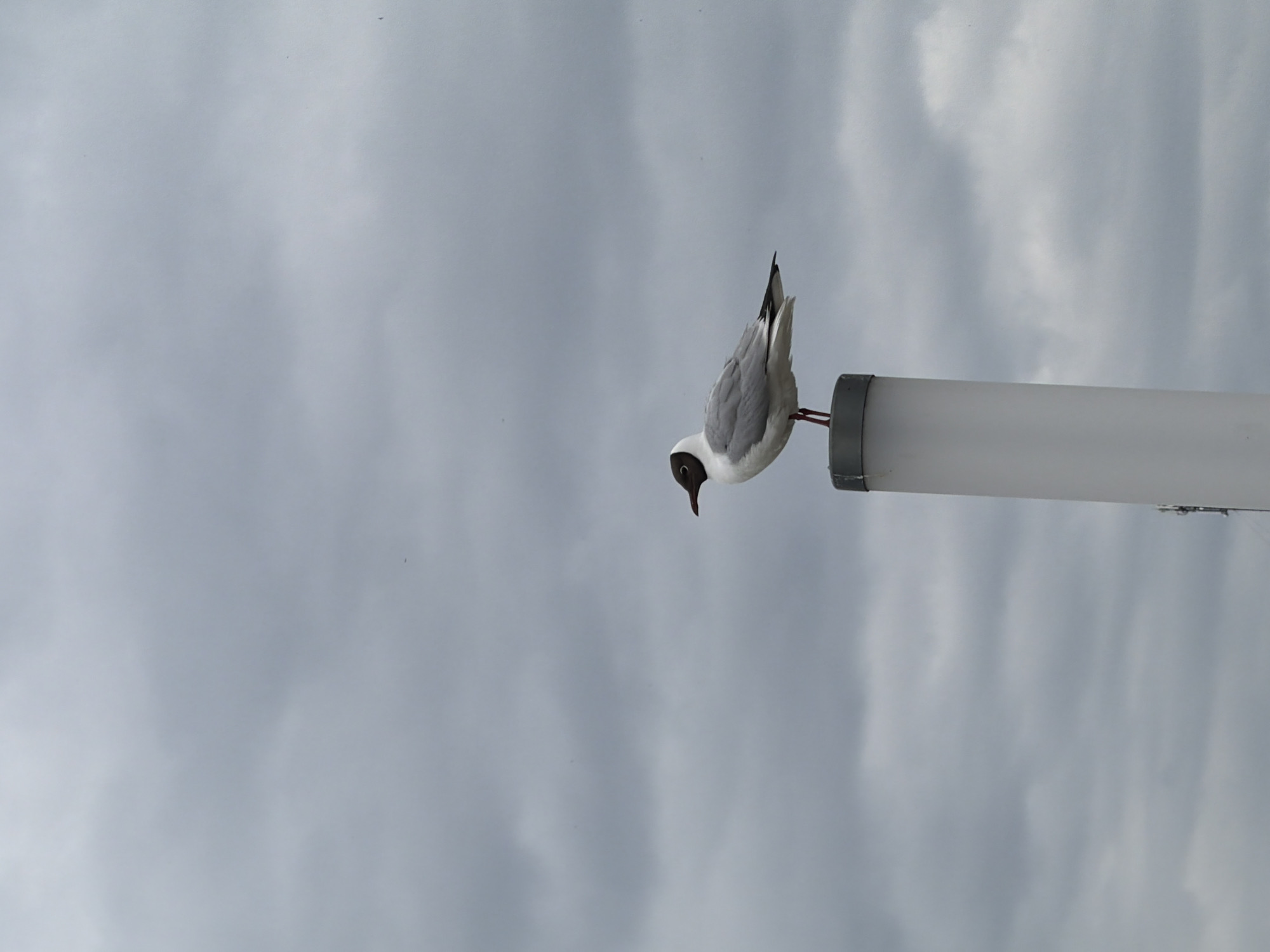 A solitary seagull with a dark head and white body perches on top of a white cylindrical pole against a cloudy grey sky. The seagull is facing right, with its beak pointed forward. The pole is centrally located in the frame and appears to be a man-made structure, possibly a lamppost or a marker. The sky is filled with overcast clouds, suggesting a cool or damp day. There is no indication of the city of Votkinsk, Russia, in the image itself; the environment appears to be an open outdoor area.