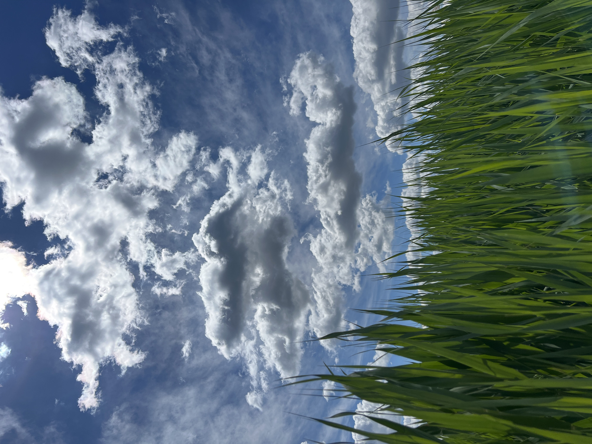 The image shows a view of the sky with scattered white and grey clouds, partially obscured by tall green grass or reeds in the foreground. The grass extends across the right side of the frame and along the bottom. The sky is a vibrant blue, and the sun appears partially obscured by clouds on the left, creating a bright glare. The perspective is looking upwards, with the horizon implied at the edge of the grass. The image does not contain people. The location, Kopychyntsi, Ukraine, cannot be verified from the image.