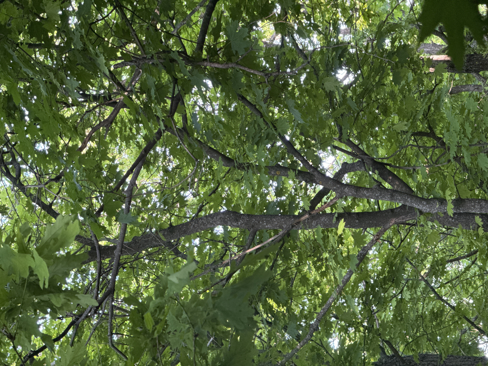 The image shows a view looking up through the branches and green leaves of a tree. The trunks and branches are grey and textured. Light is filtering through the leaves, creating bright spots in the sky above. The trees are located in Усть-Курдюм, Russia.