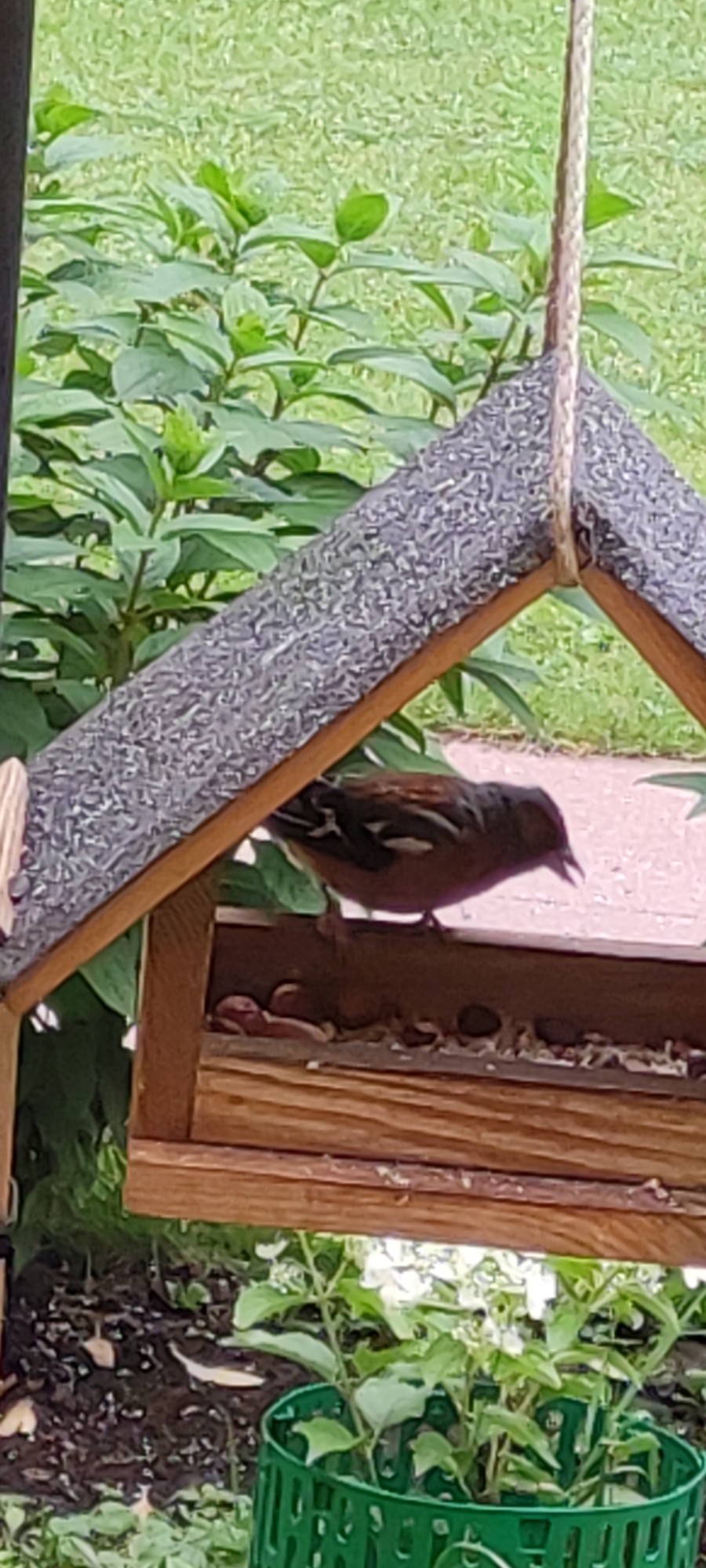 An adult finch is perched on the edge of a wooden bird feeder filled with seeds. The bird has brown and black plumage with white markings on its wings. The bird feeder has a gray, textured roof and is suspended by a rope. Behind the feeder, lush green foliage and grass are visible. In the foreground, a green plastic planter with small white flowers and green leaves is also present. The scene appears to be in a garden setting. The image does not provide any specific information to determine its location within the city of Rosinka, Russia.