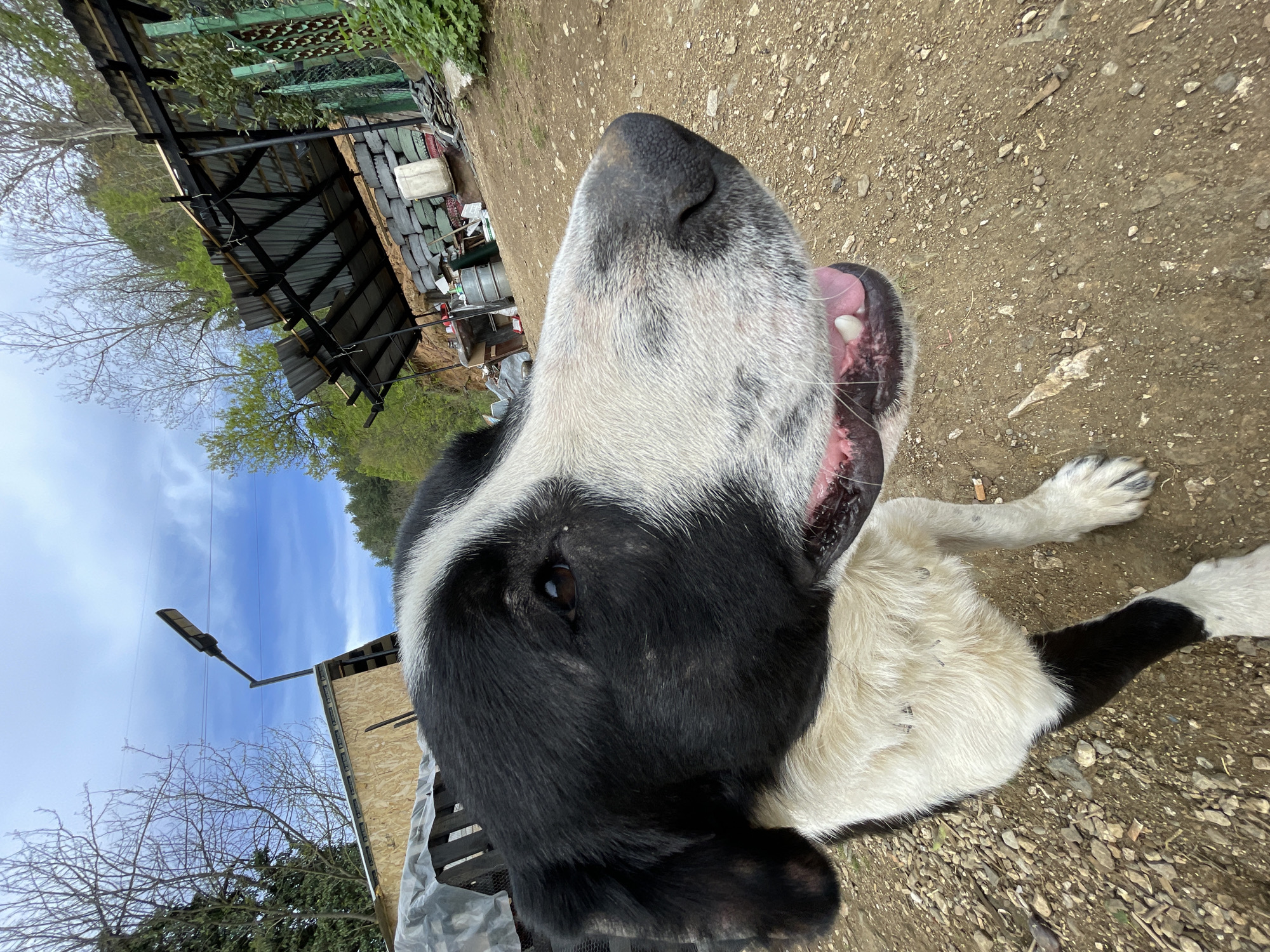 A low-angle, eye-level shot captures a black and white dog in an outdoor environment. The dog has a spotted nose and visible teeth, with an open mouth and pink tongue. The ground consists of dirt and small stones. In the background, a structure with a corrugated metal roof is visible, along with stacks of black tires and other objects. A light pole and trees are also present. The dog appears to be outside of a residential area in Zlatograd, Bulgaria, evidenced by the appearance of the trees in the background.