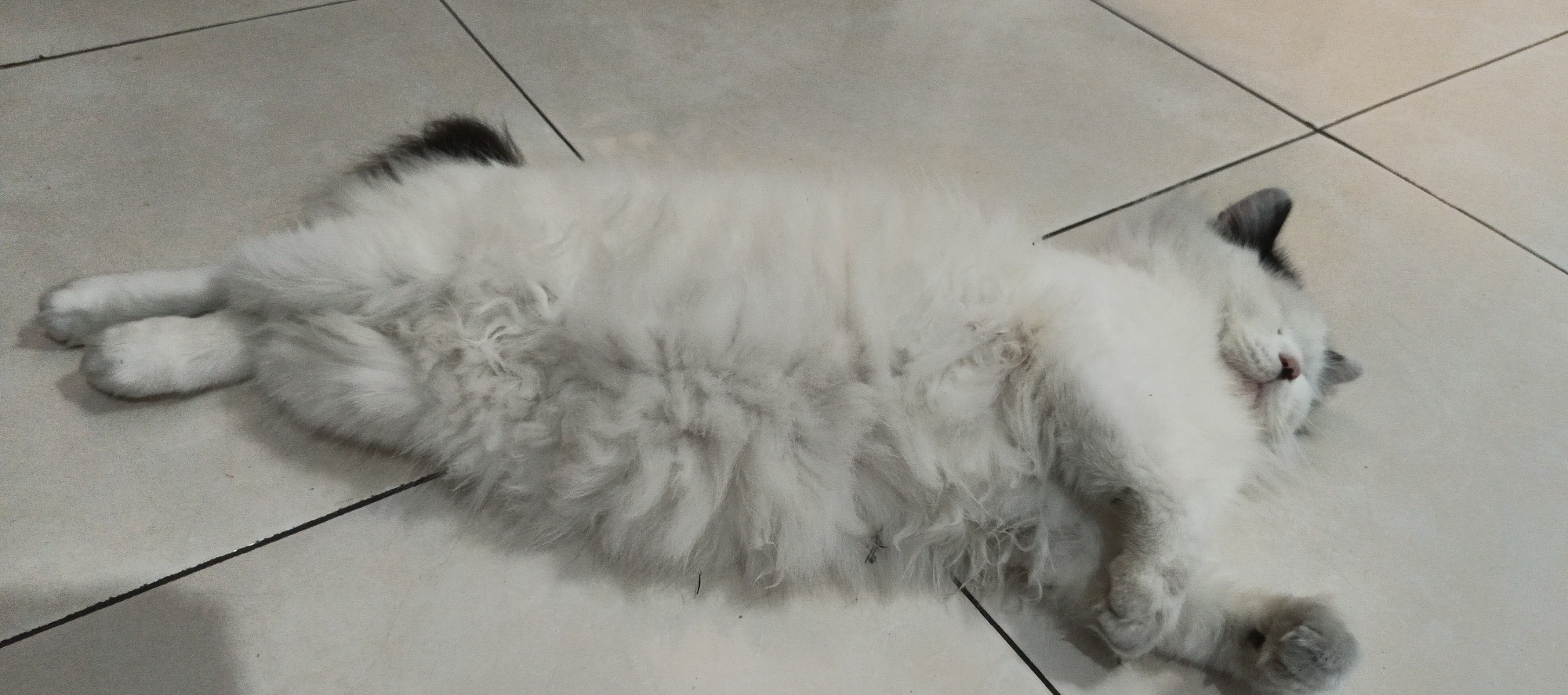A fluffy white and grey cat is lying on its back on a tiled floor. The cat appears to be asleep, with its eyes closed and its mouth slightly open. Its paws are outstretched, and its tail is curled around its body. The tiled floor is a light beige color, and the tiles are arranged in a grid pattern. There are dark grey grout lines between the tiles. The lighting in the scene is soft and even, suggesting it might be indoors. There are no visible objects or people in the immediate vicinity of the cat. The overall impression is one of peaceful repose in a domestic setting.