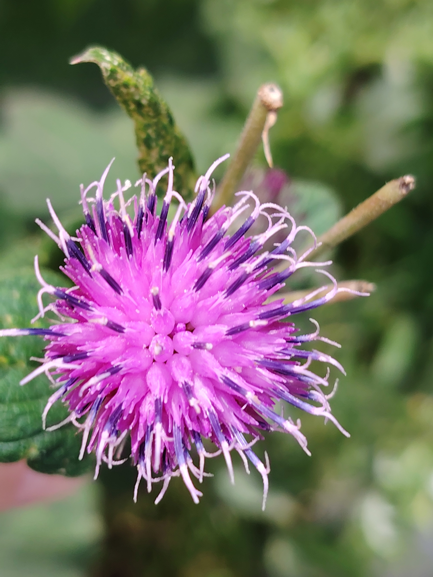 A close-up, eye-level shot focuses on a vibrant, spherical pink flower with purple accents. The flower's petals are thin and spiky, radiating outwards from the center. Several dry, brown stems are visible near the flower, some with tips pointing upwards. In the background, out-of-focus green foliage creates a soft bokeh effect, suggesting an outdoor environment. The image does not contain any discernible elements that would allow for localization to Balashikha, Russia.