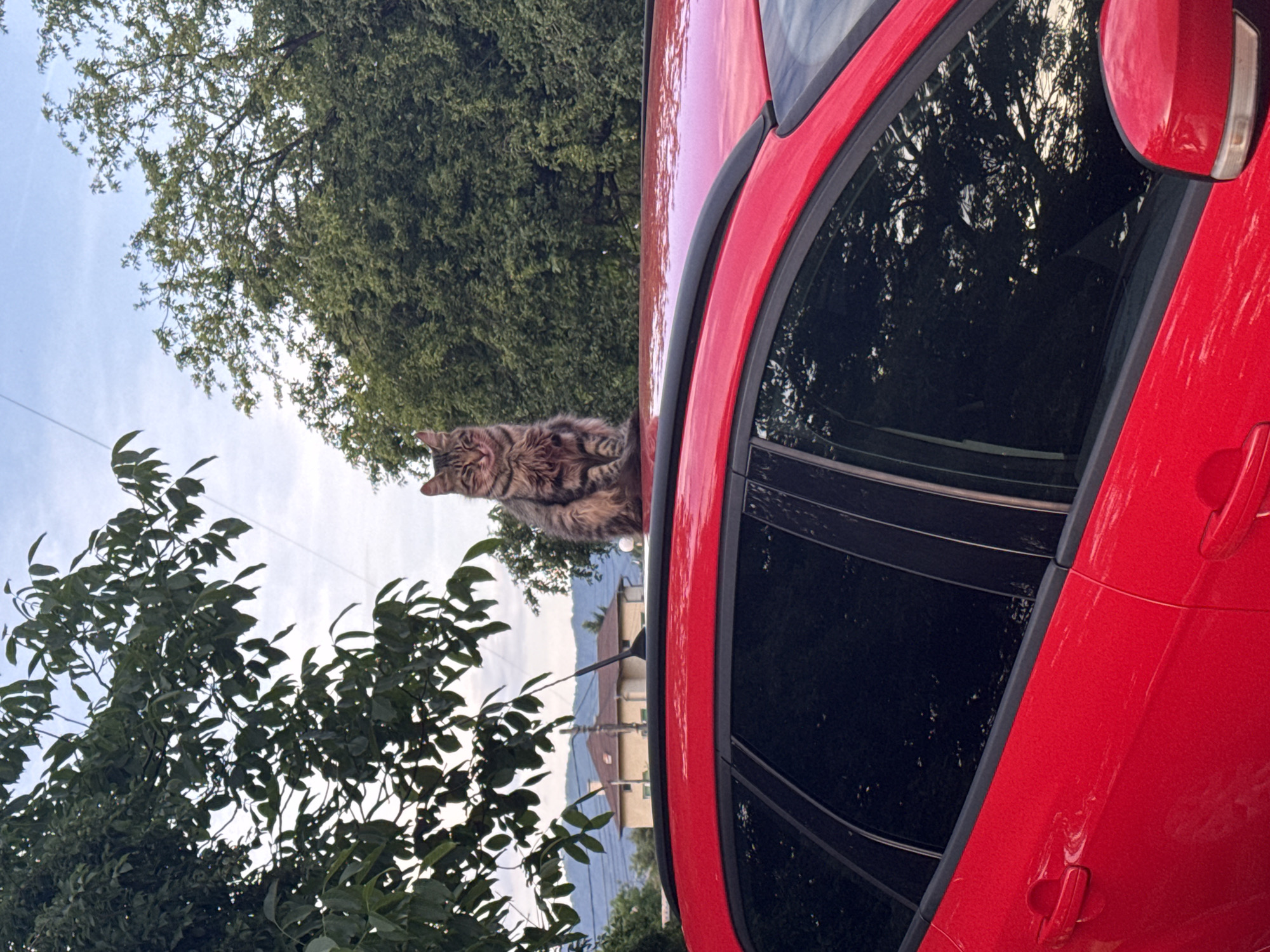 A fluffy tabby cat, with distinctive brown and grey stripes, sits gracefully on the roof of a bright red car, looking towards the left of the frame. The cat appears calm and alert, its tail curled around its body. The glossy red surface of the car reflects the surrounding environment, including hints of green foliage. The car's tinted windows also clearly reflect the intricate patterns of tree branches against the sky.
The scene is set outdoors during daytime, under a clear, light blue sky visible above a dense canopy of vibrant green trees that fill the upper and left background. Beyond the immediate foliage, faint outlines of distant buildings or mountainous terrain are discernible, suggesting a location with both urban and natural elements, possibly in Sofia, Bulgaria. The lighting is bright, indicating either morning or late afternoon. No text is visible in the image.