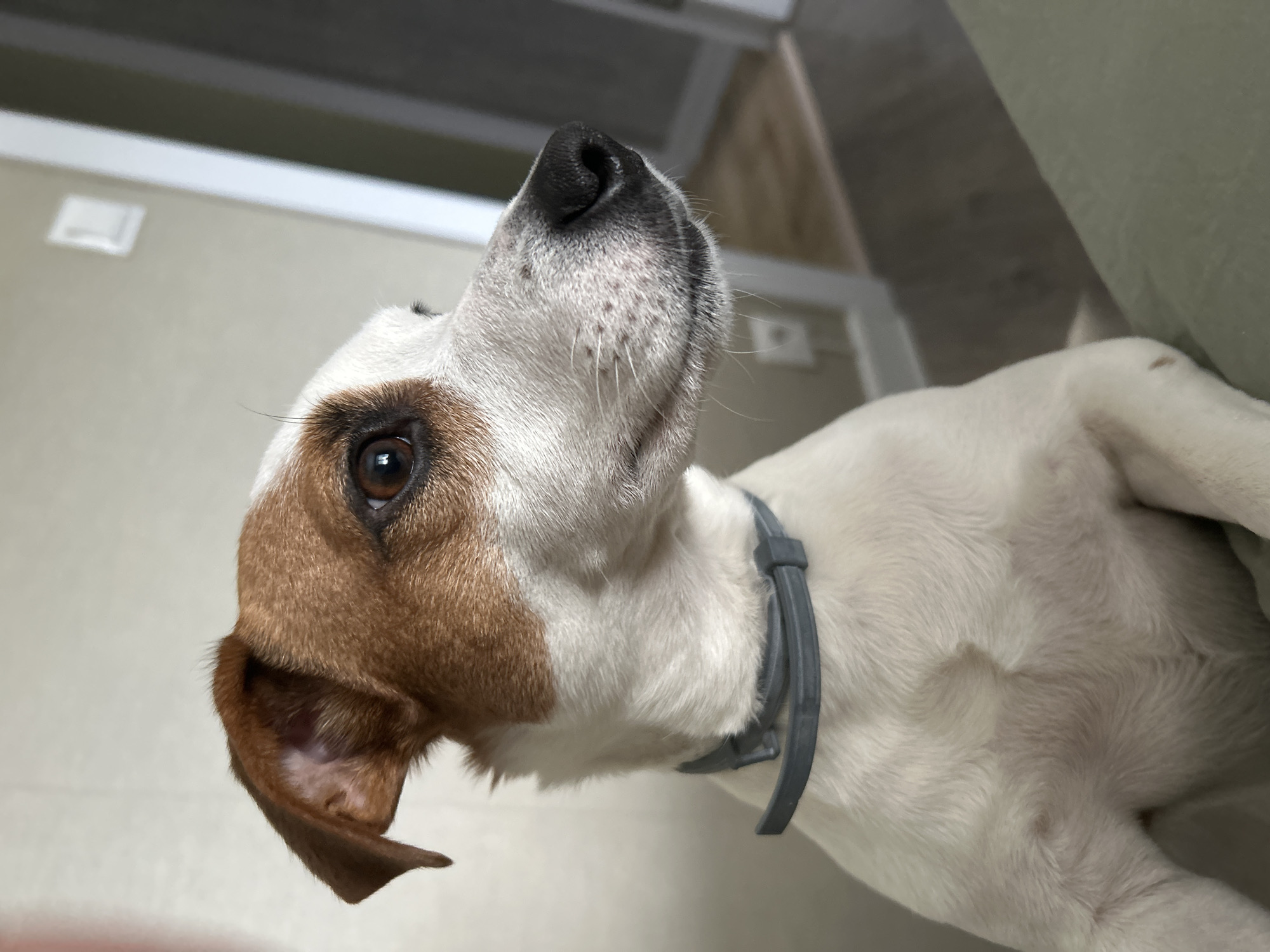 The image displays a Jack Russell Terrier dog situated indoors within the city of Chaikovsky, Russia. The dog exhibits a white coat with prominent brown and tan markings on its head, extending over its right ear and around its right eye. Its left ear is also brown. The dog possesses dark brown eyes and a black nose, with whiskers visible on its muzzle. A grey, segmented plastic collar is worn around its neck. The animal is captured in a mid-shot, looking towards the right side of the frame with its head slightly angled. The background features a light beige wall with a white electrical light switch visible on the upper right portion. A door frame or room entrance is discernible further back, leading to a darker area. A muted green, upholstered surface occupies the lower right foreground, suggesting the dog is resting on or against furniture. A light-colored floor is partially visible in the distant background.