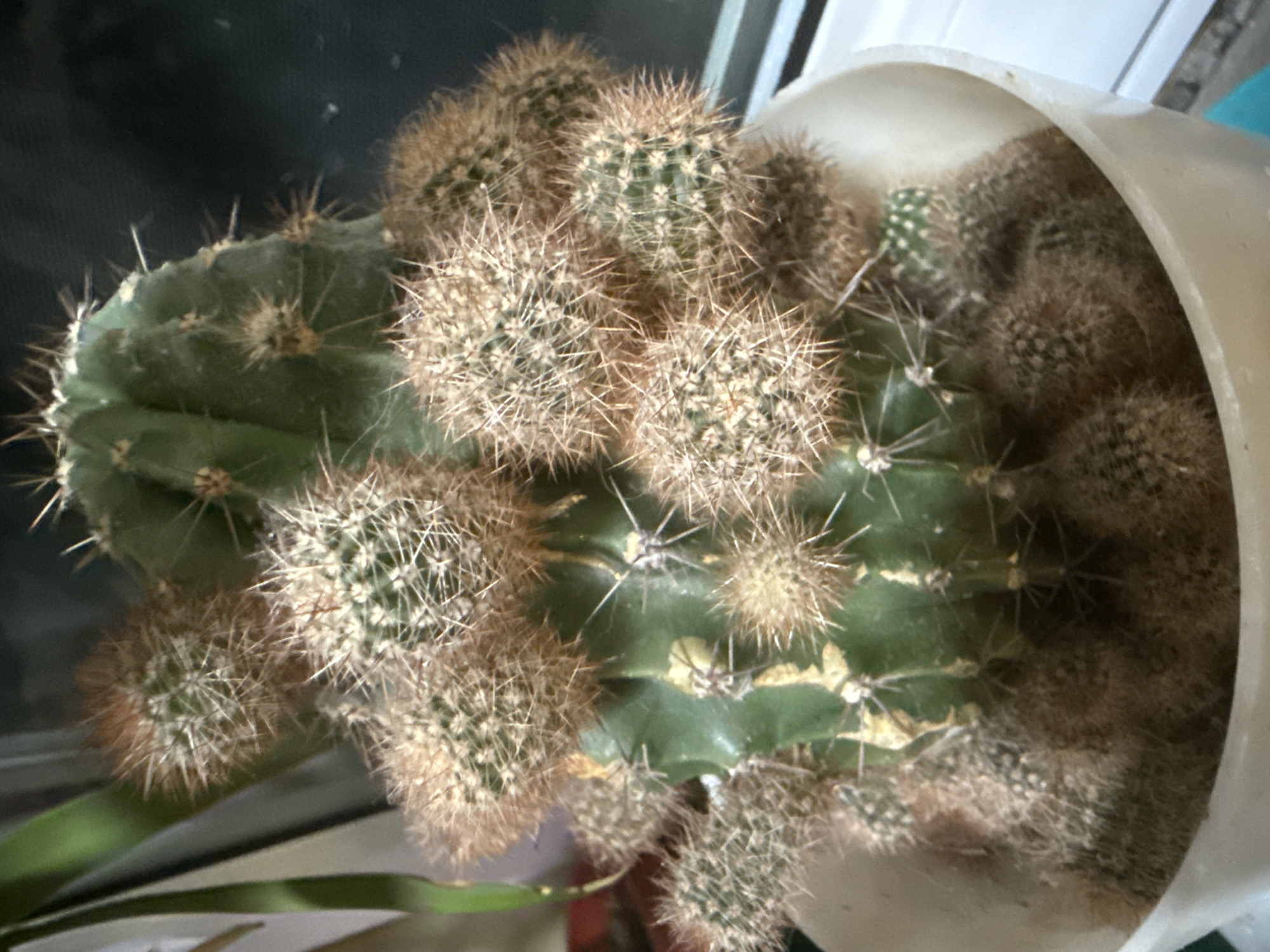 This is a close-up, eye-level shot of a potted cactus in Kroyanskoye, Russia. The cactus is green with multiple arms or offsets. It is covered in dense, fuzzy, brown spines, with sharper, white spines also visible. The main body of the cactus exhibits some yellowing or scarring. The cactus is in a cream-colored pot, with several smaller offsets visible at the base and emerging from the sides of the main plant. The background is dark and out of focus, with a hint of a window frame visible on the right. The lighting is soft, suggesting it may be indoors or under artificial light.