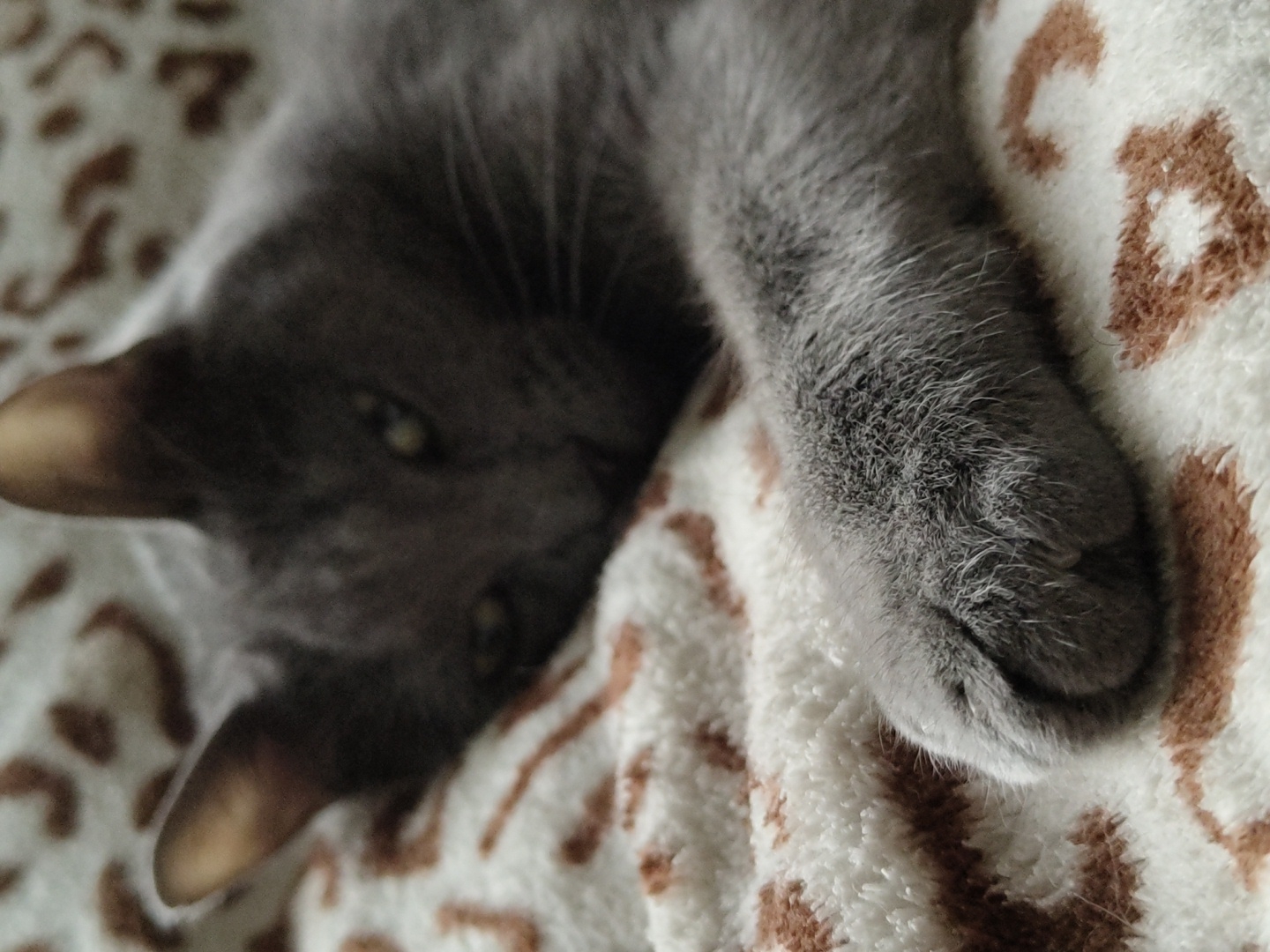 A close-up shot of a grey cat's paw rests on a fuzzy blanket with a leopard-print pattern. The cat's face is partially visible in the background, with its eyes closed. The image is taken from a high angle, with the focus on the cat's paw. The lighting is soft and diffused, creating a warm and cozy atmosphere.
