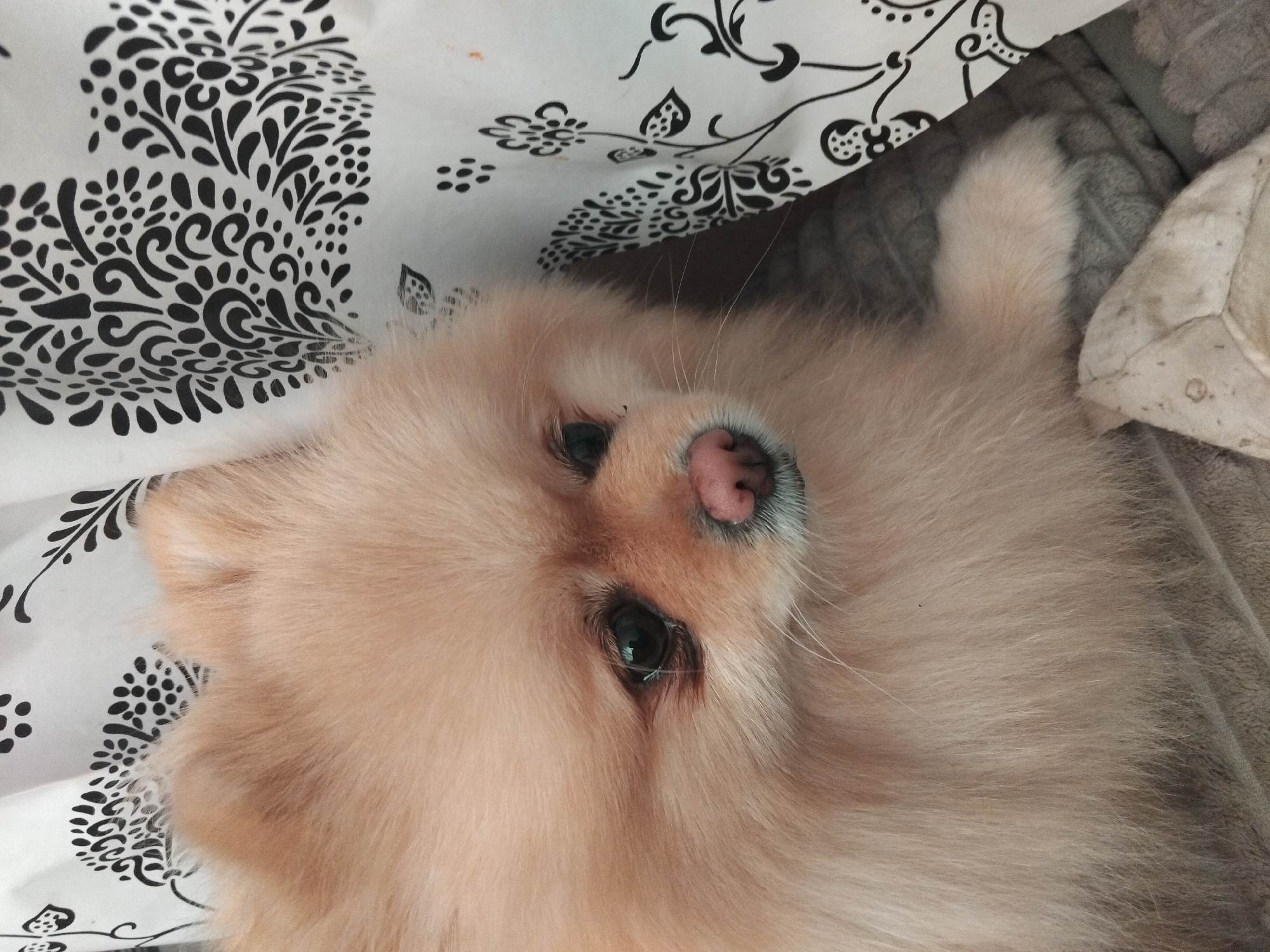 A close-up, eye-level shot shows a fluffy, light-brown Pomeranian dog with dark eyes and a pink nose. The dog is positioned on the right side of the frame, with its head tilted slightly to the left, gazing downwards. A white curtain with a black floral pattern is visible behind the dog, partially obscuring its left side. The dog's fur is soft and voluminous, with some strands appearing lighter than others. The background consists of the patterned curtain and a blurred, textured surface that appears to be a rug or blanket. There is no discernible location in the city of Apriltsi, Bulgaria, in this image.