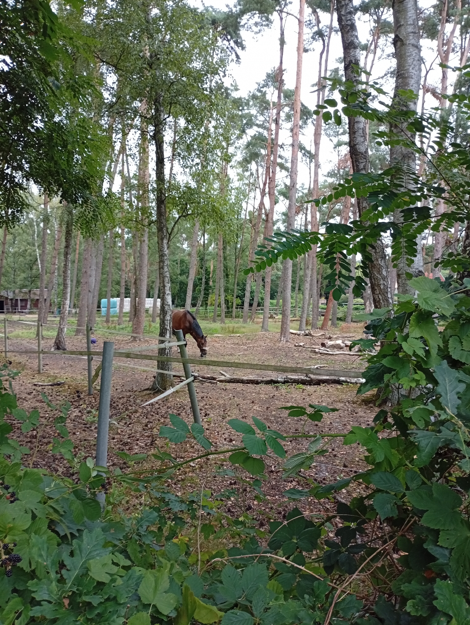 A brown horse grazes in a fenced-off area within a wooded environment. The horse is positioned in the center-right of the frame, its head lowered towards the ground. The area is characterized by a dirt ground scattered with pine cones and fallen leaves. A wooden fence runs horizontally across the mid-ground, enclosing the horse's pasture. Behind the horse and fence, a dense forest of tall, thin trees with light-colored bark dominates the background. In the far left background, a stable-like structure with a red roof and open bays is visible, suggesting a farm or equestrian facility. The foreground is occupied by thick, green foliage, including what appears to be blackberry bushes with dark berries. The overall lighting suggests an overcast day, with diffused light filtering through the trees. The scene appears to be located on the outskirts of Wedel, Germany, within a rural or semi-rural setting. There are no people visible in the image.