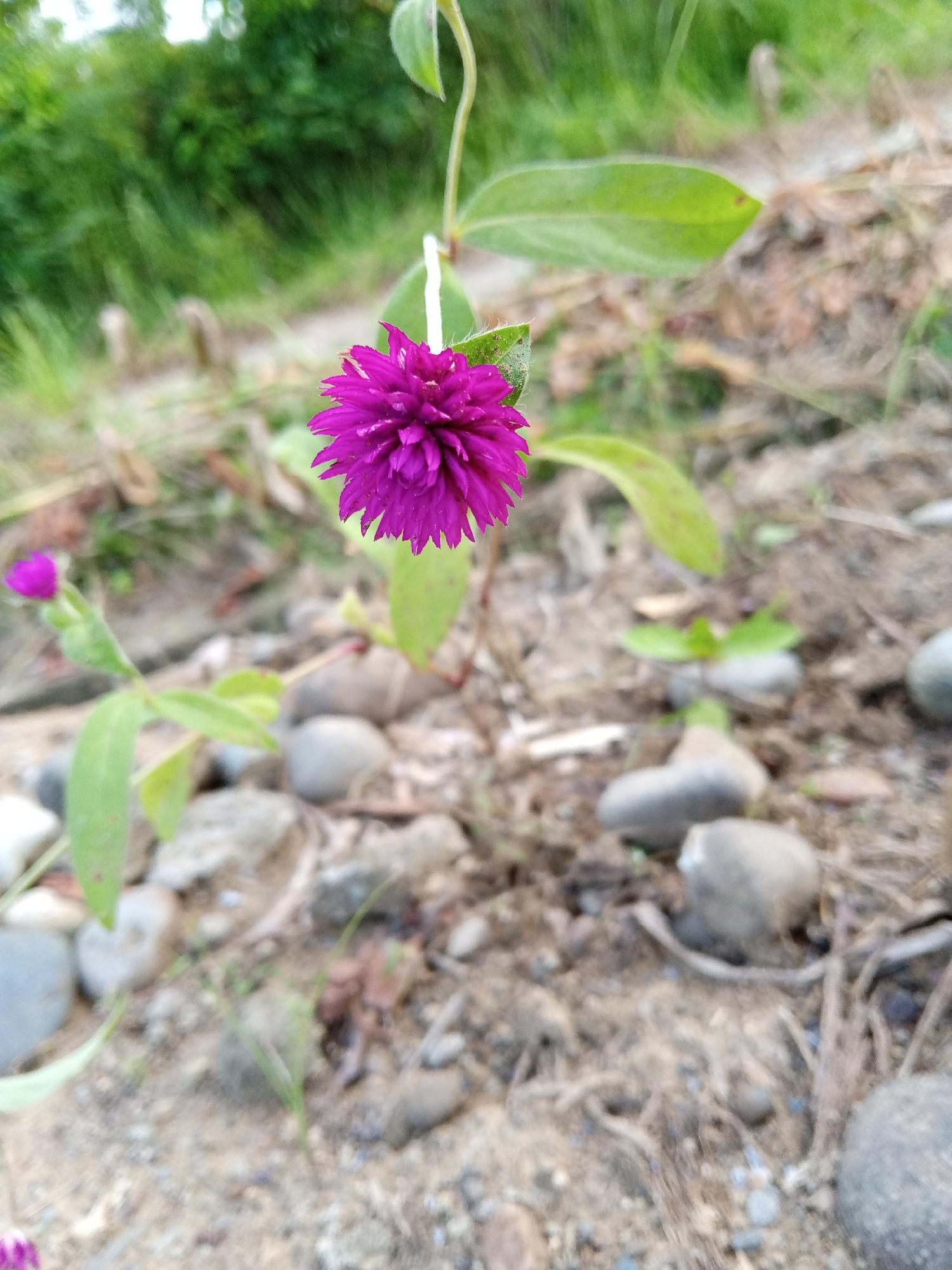 This is a close-up, low-angle outdoor photograph of a vibrant purple globe amaranth flower in Uteunbunta, Indonesia. The flower is in sharp focus and is positioned slightly to the right of the center of the frame. Its petals are tightly packed and have a fluffy, spherical appearance. A slender green stem supports the flower, with a few fuzzy green leaves visible.
To the left and slightly behind the main flower, a smaller, unopened bud of the same species can be seen on its own stem. The background is softly blurred, creating a shallow depth of field. It depicts a natural, earthy environment with dry soil, small gray pebbles, and scattered dry vegetation. In the distance, a dense green foliage of trees and other plants forms a blurry backdrop. The lighting suggests it is daytime, with soft natural light illuminating the scene. There are no people or animals present in the image.