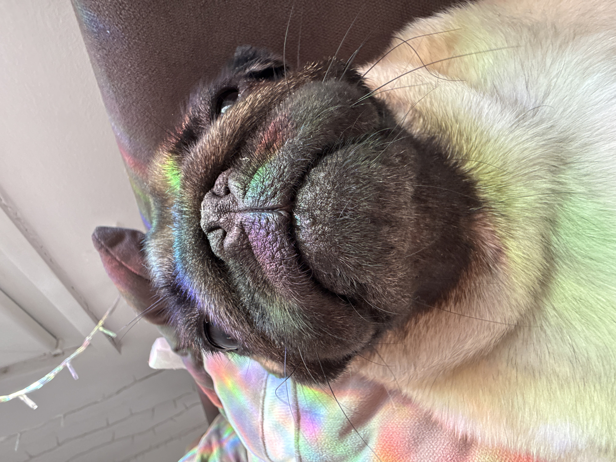 A pug dog with a wrinkled face and dark fur is illuminated by colorful light reflections, appearing to be near a rainbow-colored pillow or blanket and a brown couch. The dog's head is tilted upwards, and it is looking directly at the camera with a neutral expression. Above the dog, a string of small, colorful lights is visible against a white ceiling. The lighting suggests the dog is indoors.