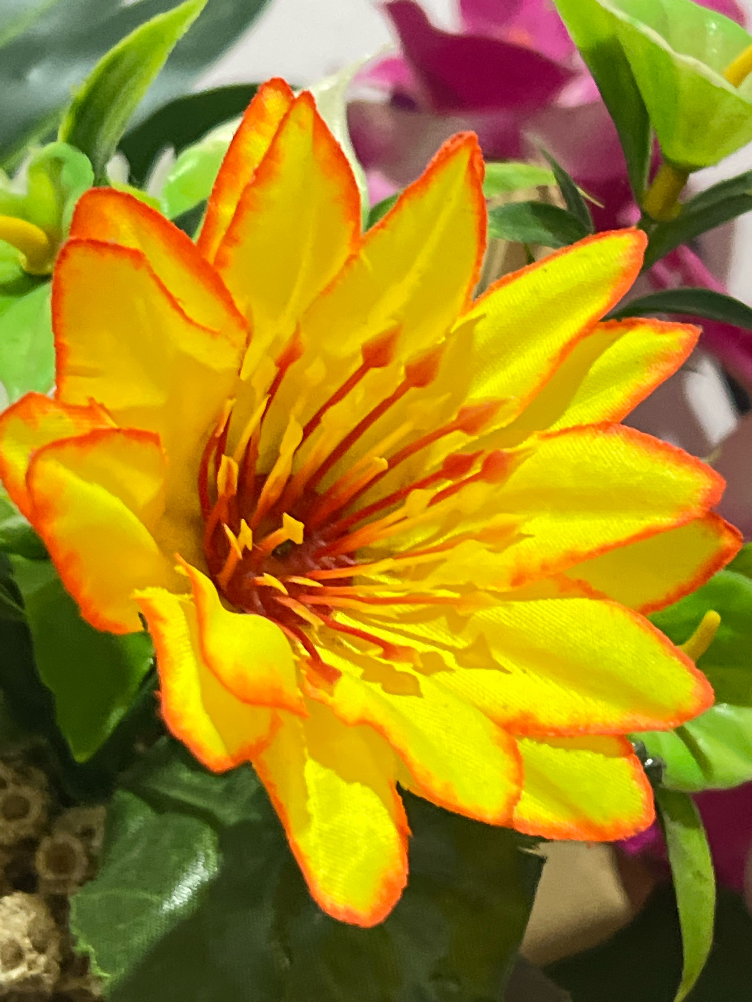 The image shows a close-up of a bright yellow flower with orange-tipped petals. The flower has numerous thin, red stamens radiating from its center. In the background, blurred green leaves and a hint of pink are visible. The lighting is bright, highlighting the vibrant colors of the flower. There is no indication of the location being in Denpasar, Indonesia.