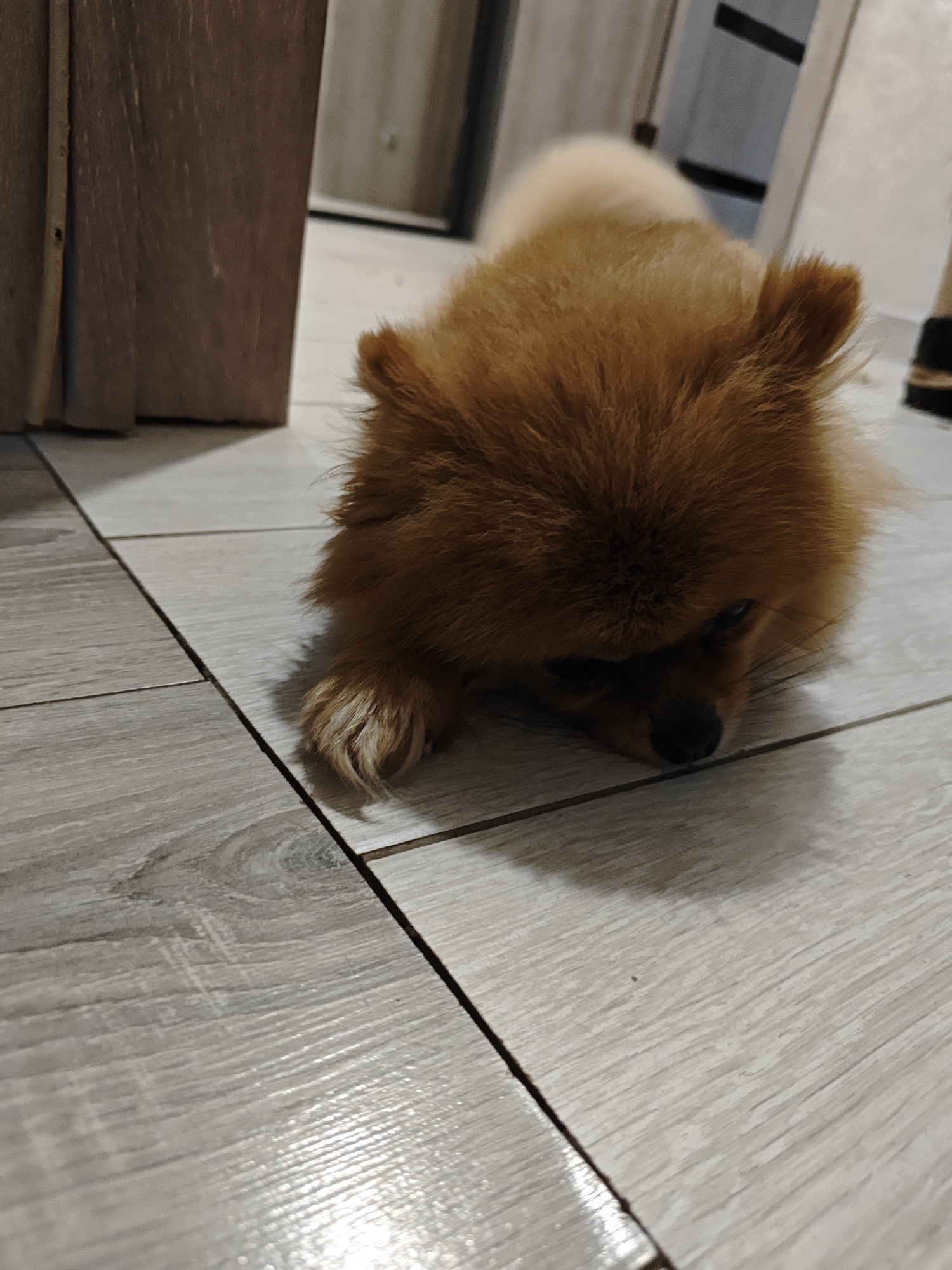 An orange Pomeranian dog is lying on a light gray tiled floor. The dog's head is resting on its paws, and its eyes are closed. The dog is facing towards the right side of the image. In the background, there is a wooden cabinet and a doorway. The scene appears to be indoors, in a residential setting. It is not possible to determine the specific location in the city of Боровский, Russia from the image alone.