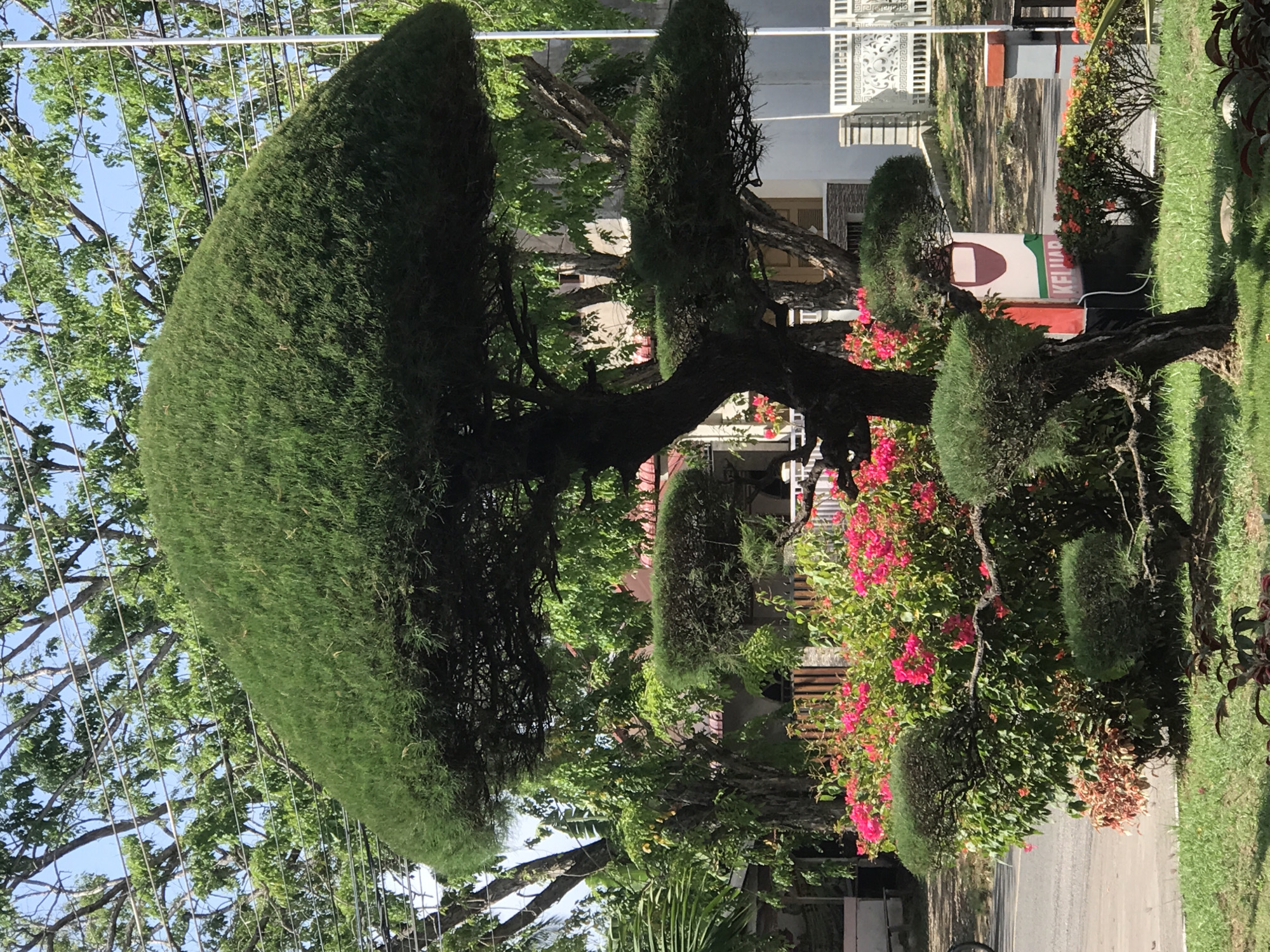 The image shows a street scene in Lhokseumawe, Indonesia, featuring a meticulously sculpted tree. The tree has been shaped into a large, dome-like canopy with several smaller, rounded projections extending from the trunk. The tree is situated on a grassy area next to a paved road. In the background, there are buildings, a sign, and various other trees and flowering bushes, including pink bougainvillea. Utility wires cross the sky above the trees.