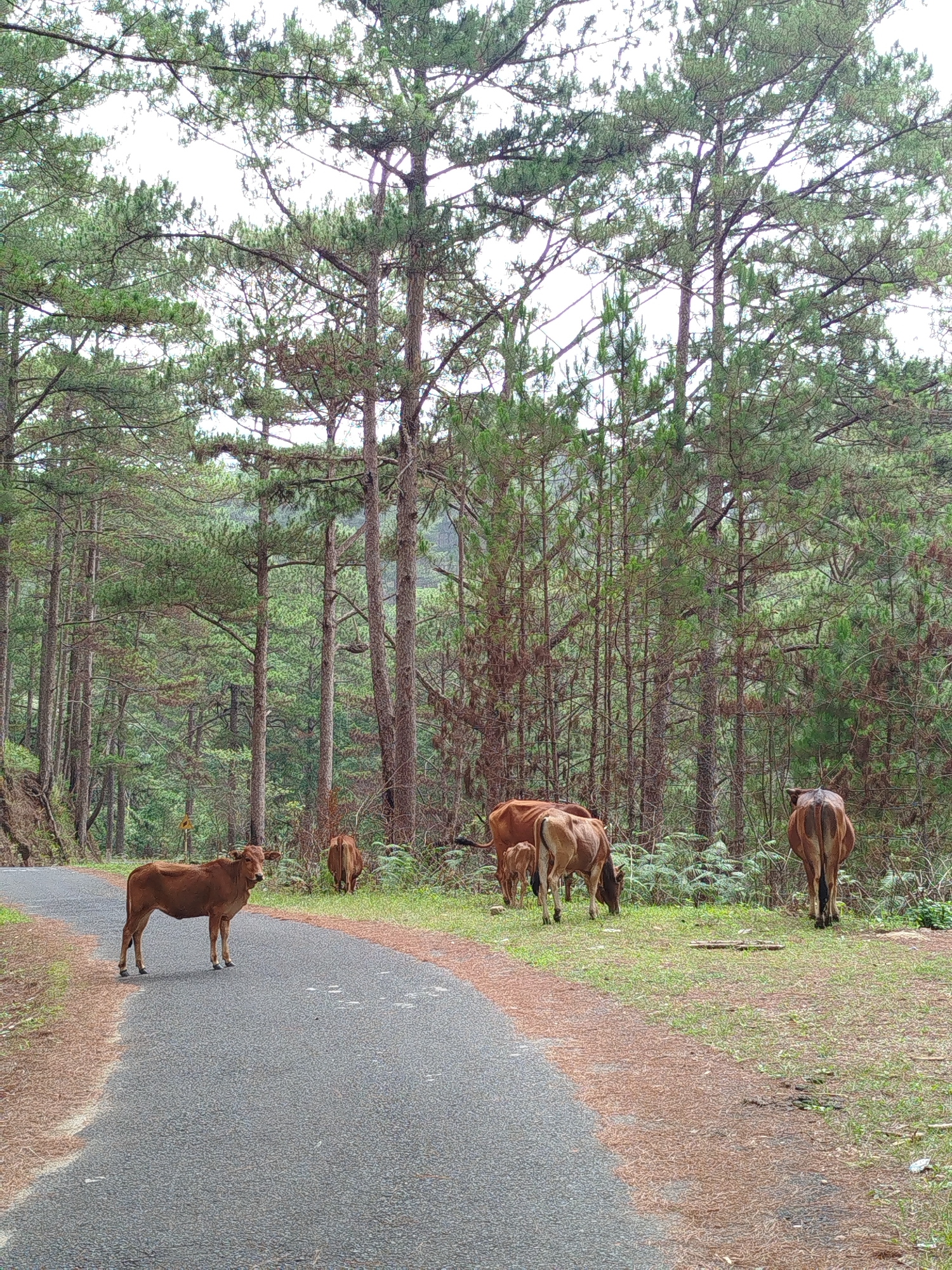 A tranquil outdoor scene in Lang Biang, Da Lat, Vietnam, depicts a group of brown cows on and beside an asphalt road winding through a dense pine forest. The sky above is overcast, indicating a cloudy day with diffused light and no harsh shadows.
In the foreground, a single light brown cow stands squarely on the dark grey asphalt road, looking towards the viewer. To the right of the road, on a grassy and pine-needle-strewn verge, several other cows are present. One cow is seen from behind, facing into the forest, while another pair, including what appears to be a calf, are partially obscured as they graze on the roadside greenery.
The setting is dominated by tall, slender pine trees with green needles, which form a thick canopy and extend deep into the background, creating a dense forest on both sides of the road. The road itself is dark grey asphalt, bordered by reddish-brown earth and scattered pine needles. A small, yellow diamond-shaped road sign is partially visible through the trees on the left side of the road in the mid-ground, but its text or symbol is not discernible. The overall atmosphere is peaceful, showcasing wildlife roaming freely within a natural forest environment.