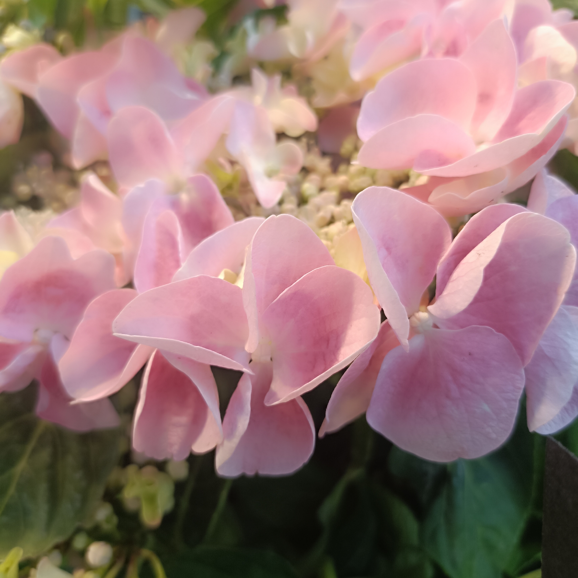 This is a close-up, macro photograph of a cluster of pink hydrangeas. The petals are soft and delicate, with a slight translucence that allows light to filter through them. The focus is on the intricate details of the flower heads, with some areas appearing softly blurred. The background consists of dark green leaves and some lighter green buds, creating a natural and organic setting. The lighting appears to be soft and diffused, possibly from natural sunlight, casting gentle shadows and highlighting the textures of the petals. The image conveys a sense of natural beauty and tranquility. The location of this image in Frankfurt, Germany cannot be determined from the provided visual information.