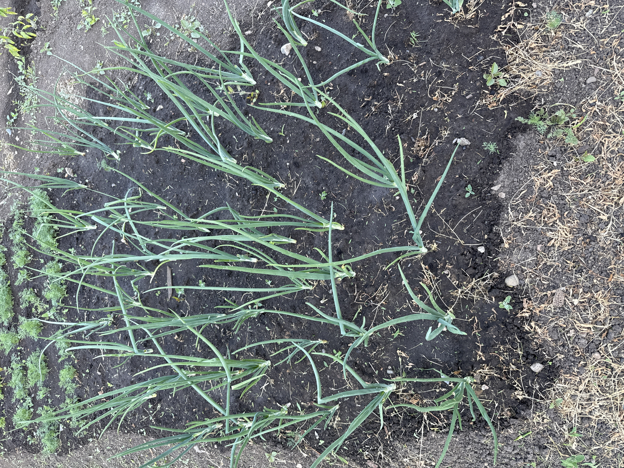 The image shows a garden plot with rows of young green onions. The soil is dark and appears recently worked. In the background, other plants, possibly herbs or vegetables, are visible, also arranged in rows. The overall scene suggests a rural or suburban garden environment. There are no people or animals in the image. The location is identified as Soloneshnoye, Russia, implying a garden in a village or town setting.