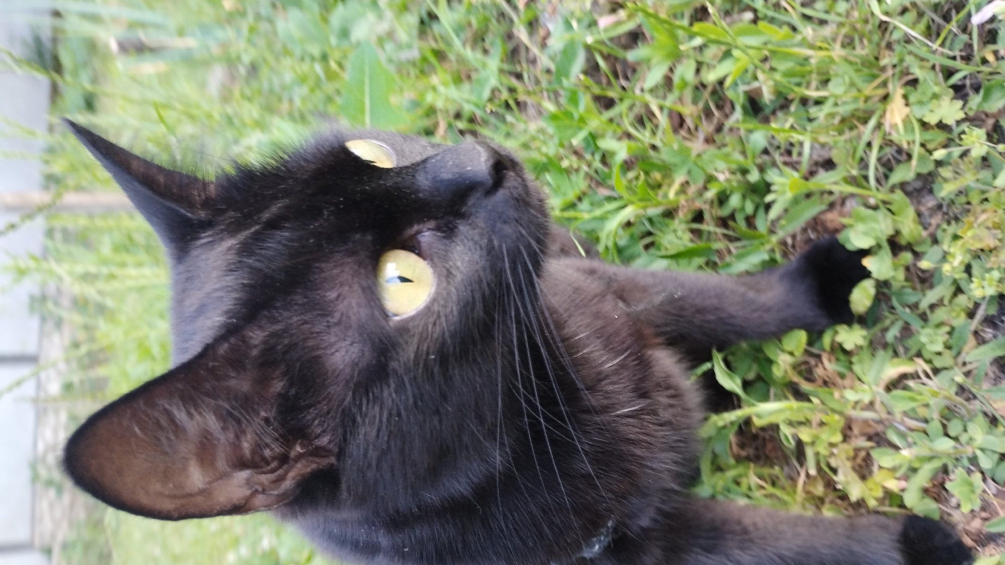 This is a close-up, high-angle shot of a black cat lying on the ground amidst green grass. The cat is looking upwards, with its bright yellow eyes prominent. Its head is tilted, showcasing one ear and the sharp point of its forehead. The cat's fur is dark and appears sleek. The background consists of lush green vegetation, suggesting an outdoor setting, possibly a garden or a lawn. The lighting appears to be natural, likely daylight, as indicated by the clear visibility and the reflections in the cat's eyes. There are no people or any visible text in the image. The overall impression is one of a relaxed or curious cat enjoying its surroundings.