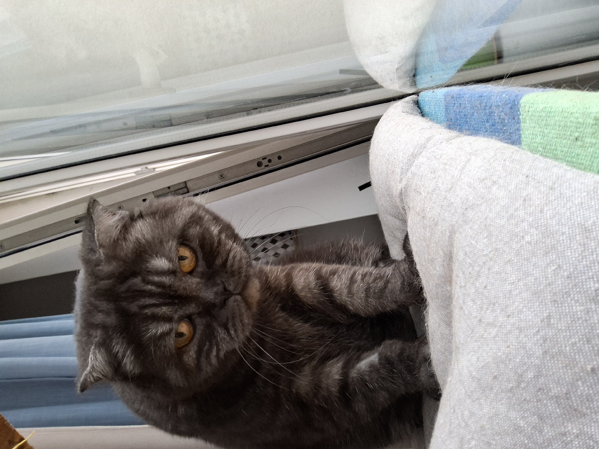 A dark gray cat with orange eyes sits on a folded blanket near a window. The cat is facing the camera with a grumpy expression. The blanket is light gray and has stripes of blue and green. The window has a white frame and a glass pane that reflects the surroundings. The background includes blue curtains and a light-colored wall. The scene appears to be indoors. There is no indication of the location being Warsaw, Poland.