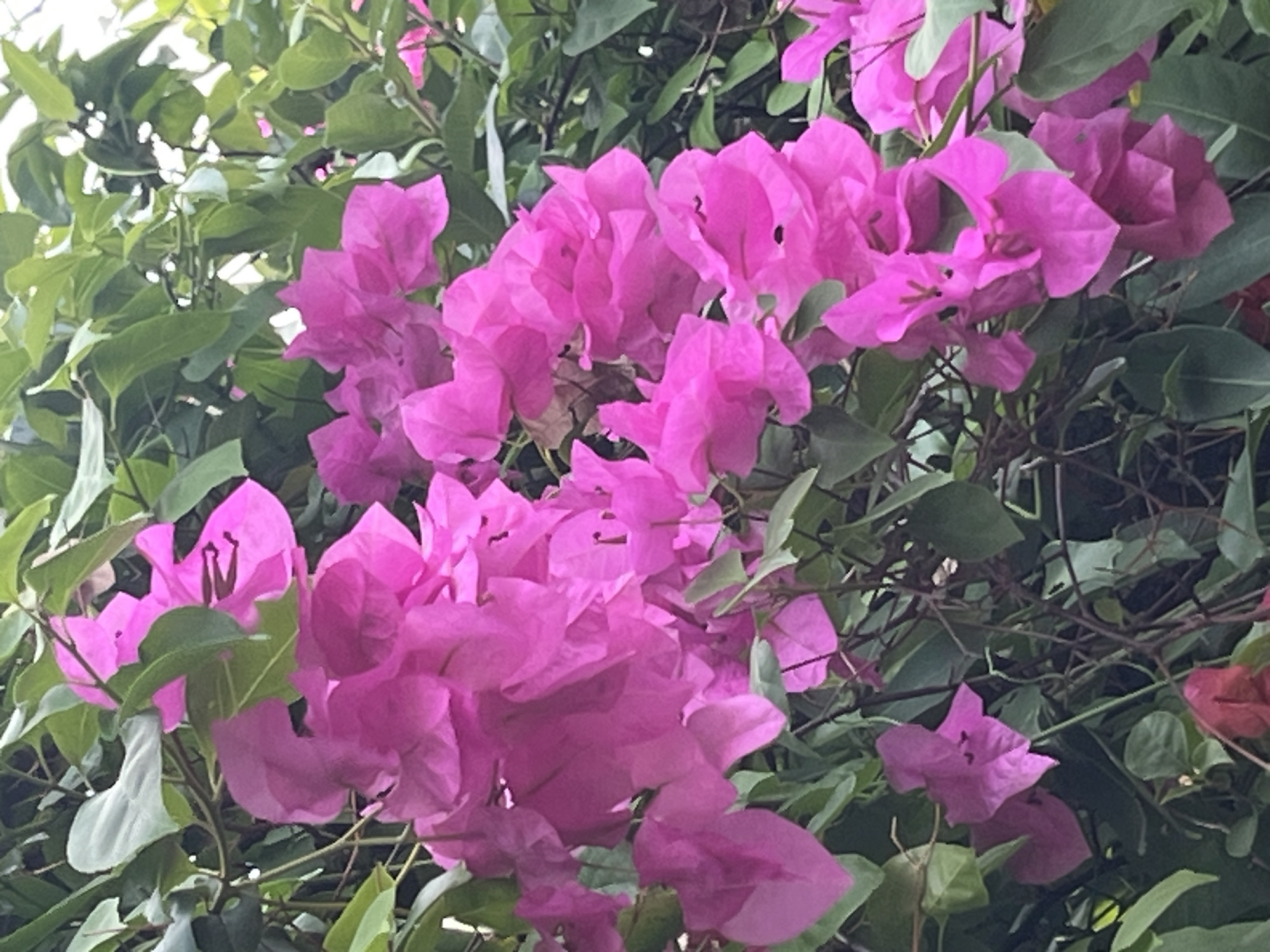 The image shows a close-up view of vibrant pink bougainvillea flowers with green leaves in Phu Thuy Ward, Vietnam. The flowers are in full bloom, with delicate, paper-like petals clustered together. The surrounding foliage is lush and verdant, creating a natural backdrop for the colorful blooms. The lighting suggests it is daytime, with the sun filtering through the leaves, creating highlights and shadows. The scene is purely botanical, with no people or man-made structures visible. The focus is entirely on the natural beauty of the flowers and their environment.