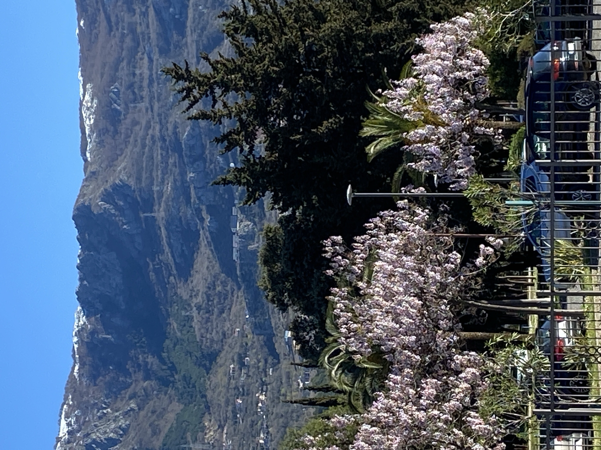 The scene shows a mountainous landscape under a clear blue sky. The mountain range occupies a significant portion of the left side of the frame, with some snow visible on its peaks. The foreground includes trees, some with flowering blossoms, and glimpses of parked cars behind a metal railing. The presence of palm trees suggests a coastal environment. The location is likely in Budva, Montenegro, given the region's geography. The scene depicts a landscape combining mountains and vegetation.
