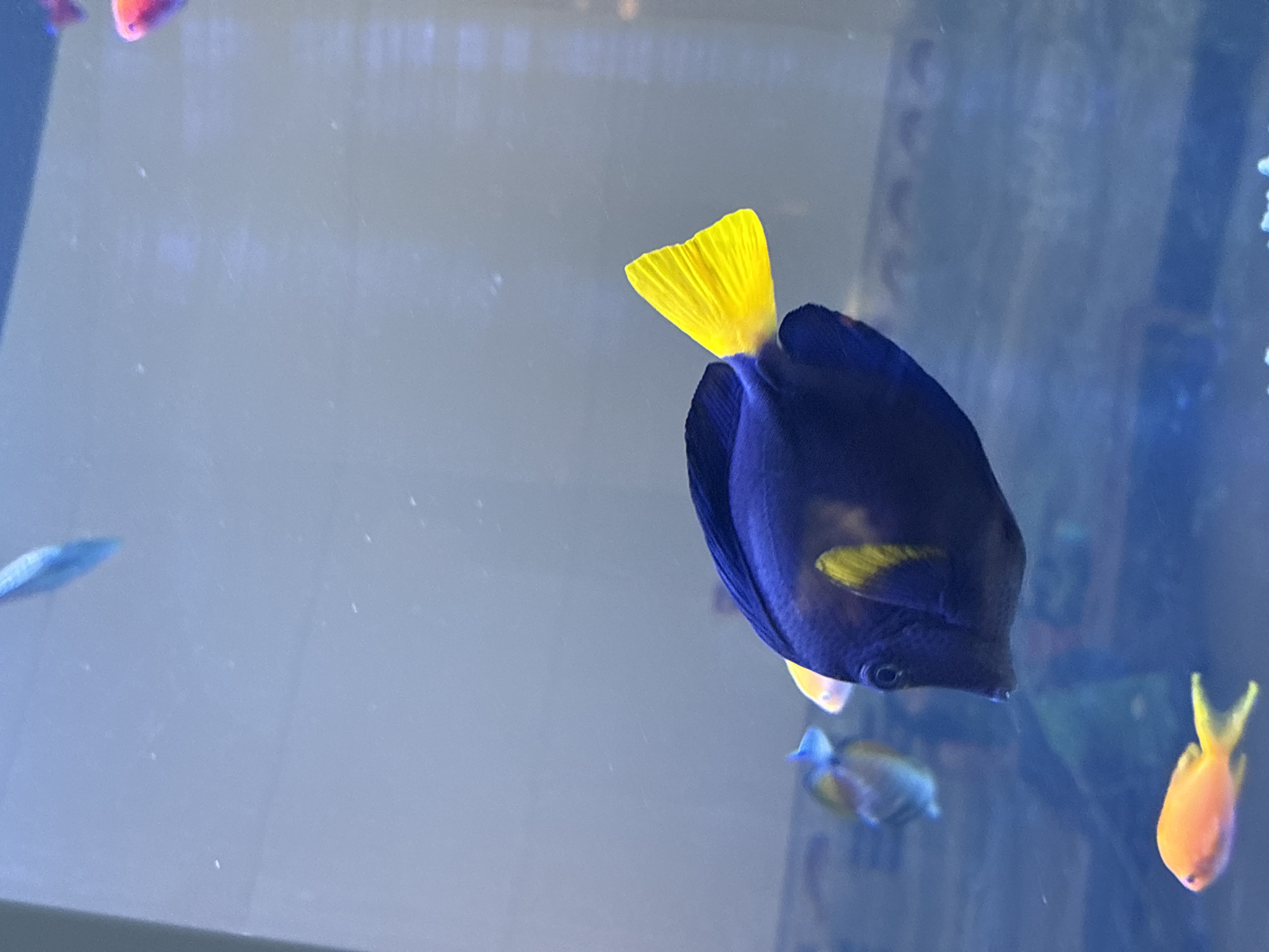 A dark blue fish with a bright yellow tail is the main subject of the image, swimming in a large aquarium. Other, smaller fish are visible in the background. The location cannot be determined from the image alone.