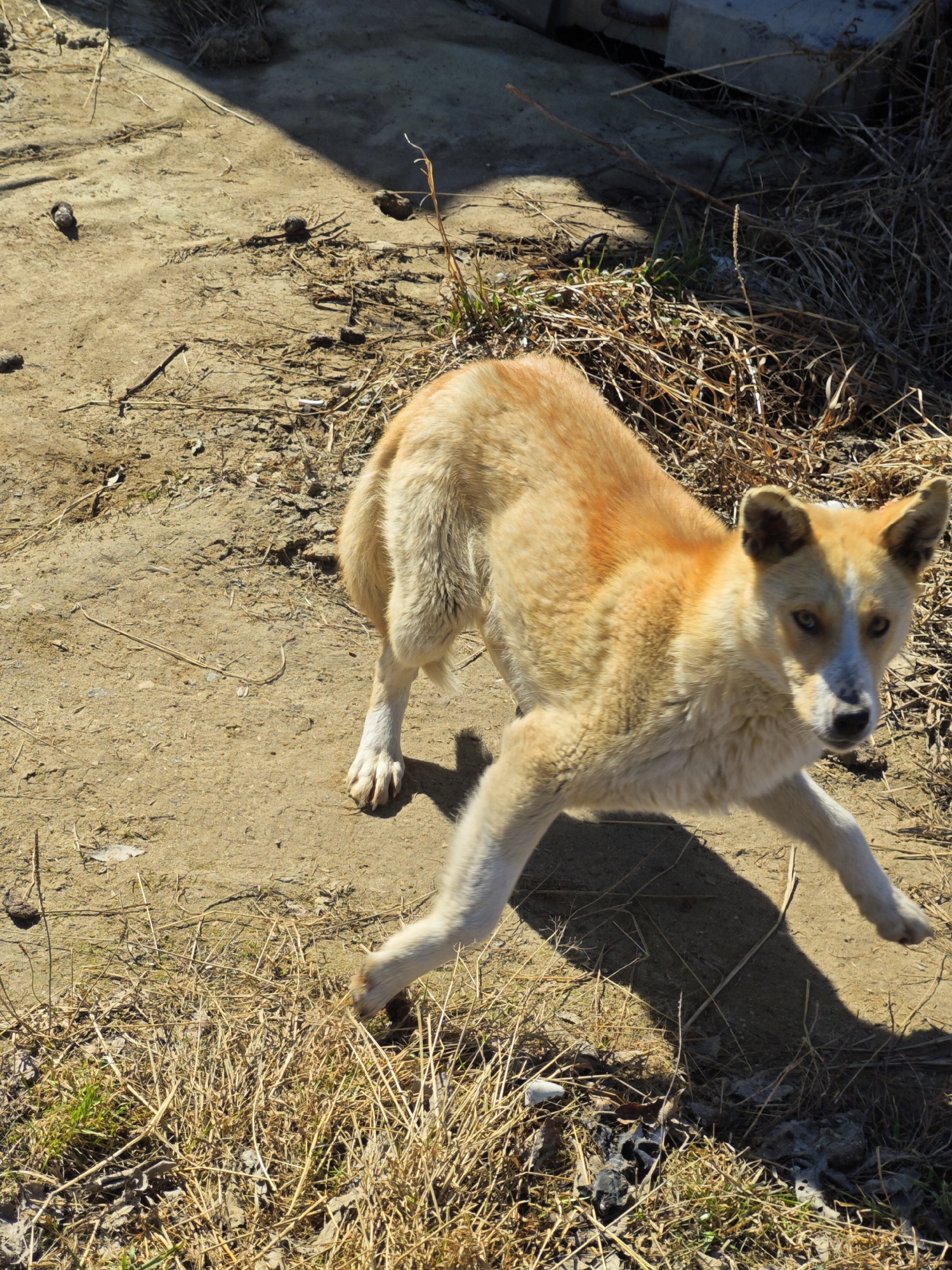 A light-skinned dog with yellow and white fur stands in dirt and straw. The dog appears mid-stride, facing the camera. The location appears to be outdoors, possibly a yard or vacant lot. Concrete debris is visible in the background. The specific city in Russia is not discernable from the image.